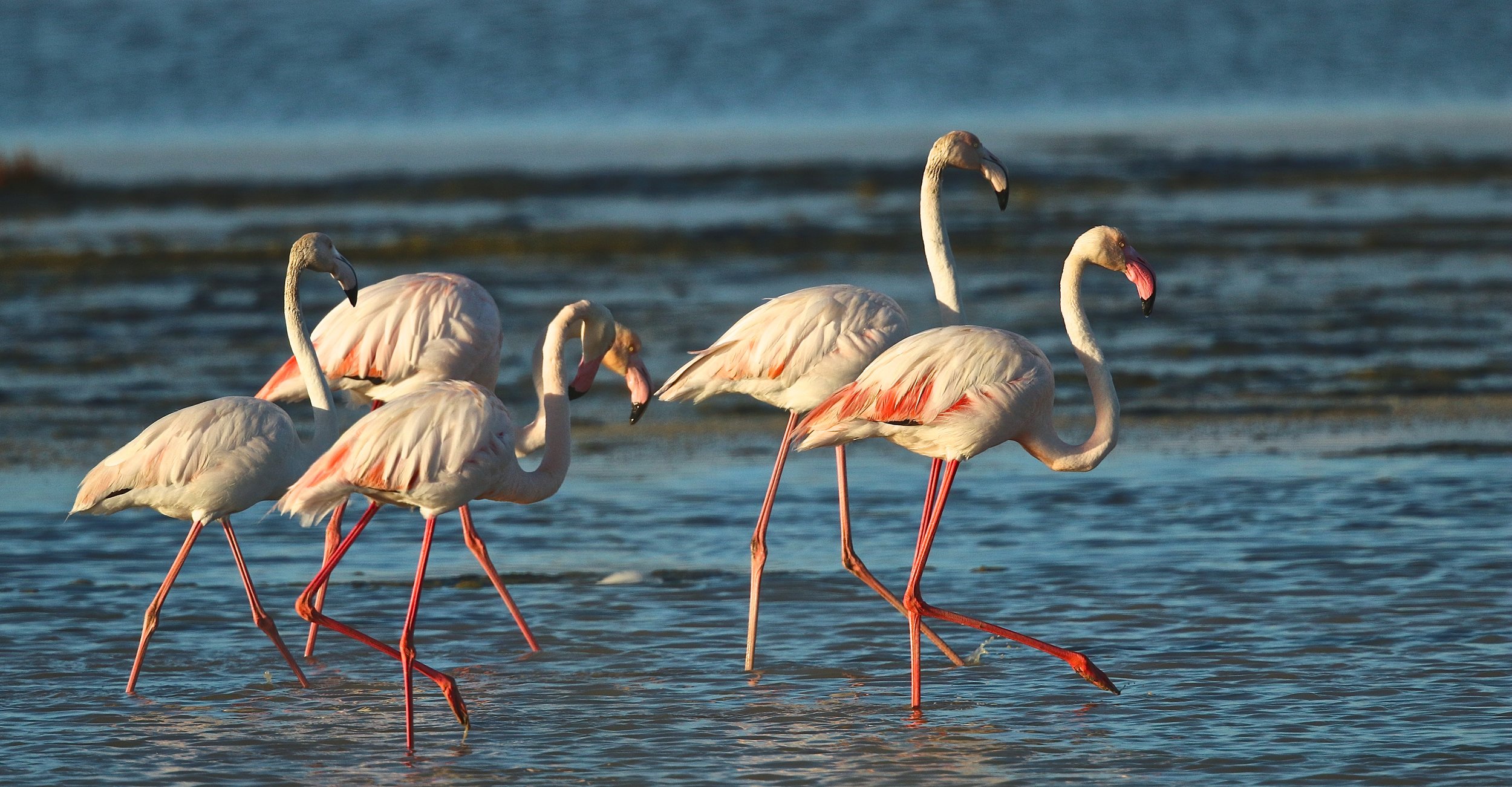Flamingo - Flamingo - Flamant rose