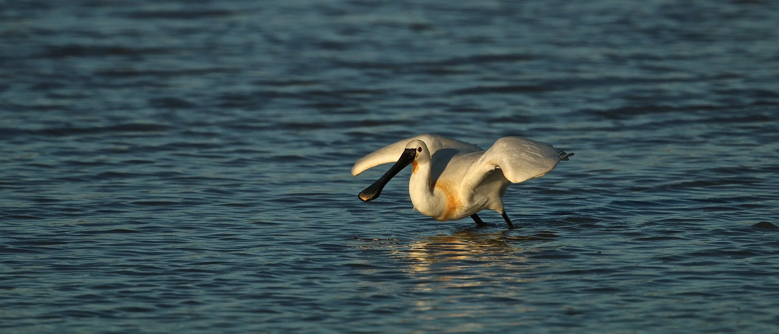 Lepelaar - Spoonbill - Spatule blanche