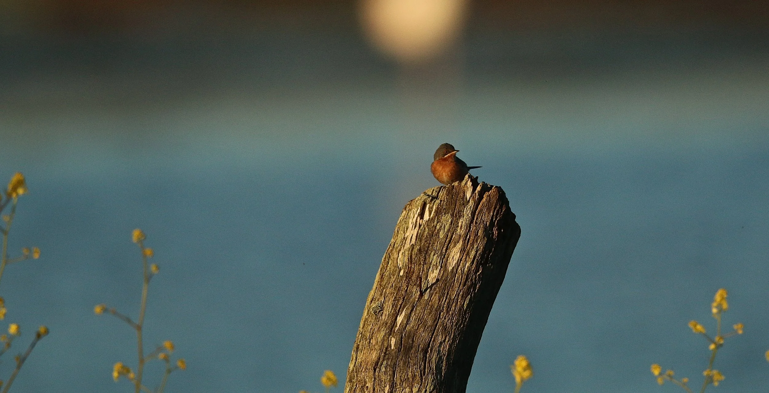 Provençaalse grasmus - Dartgord warbler - Fauvette pitchou