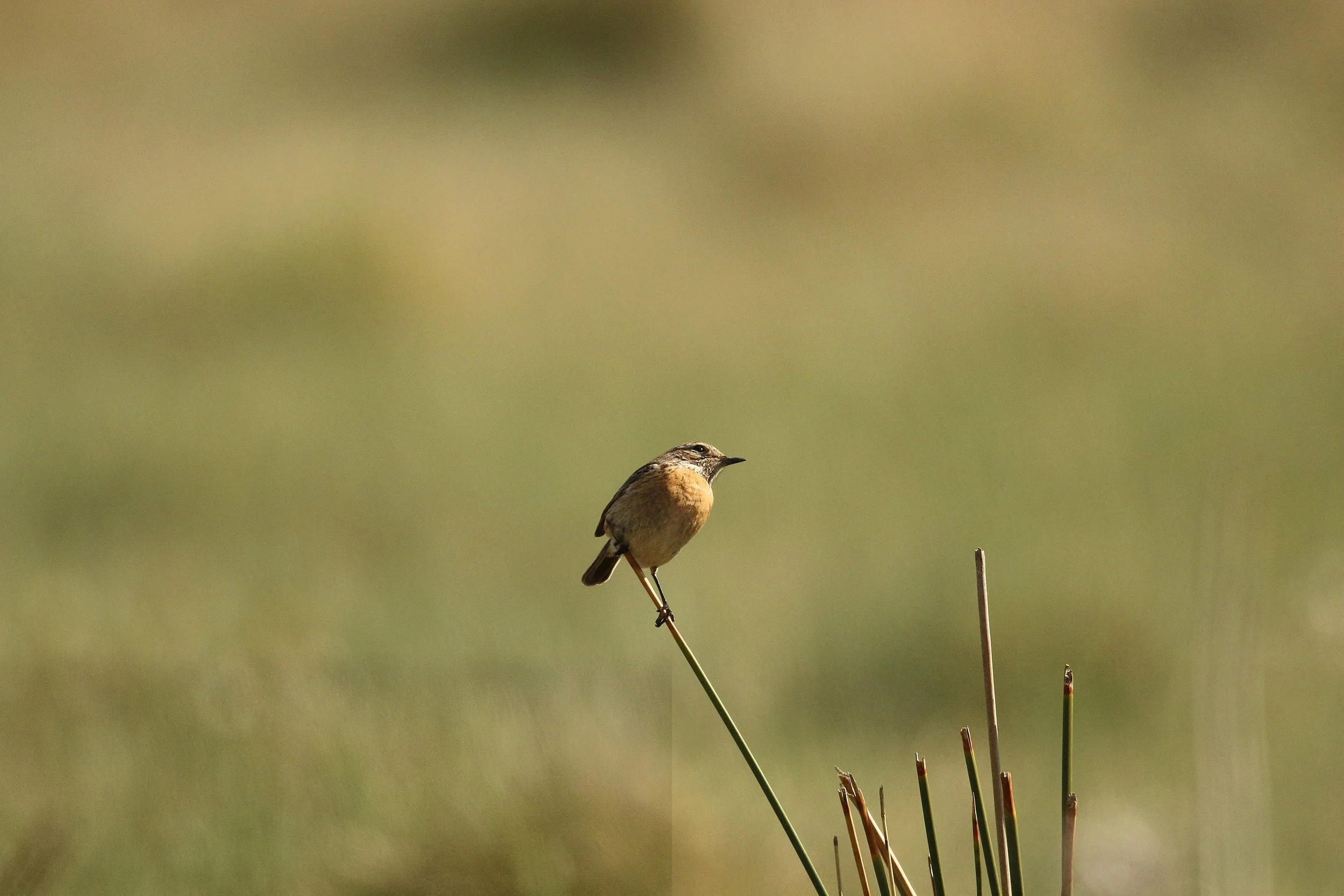 Roodborsttapuit - Stonechat - Traquet pâtre