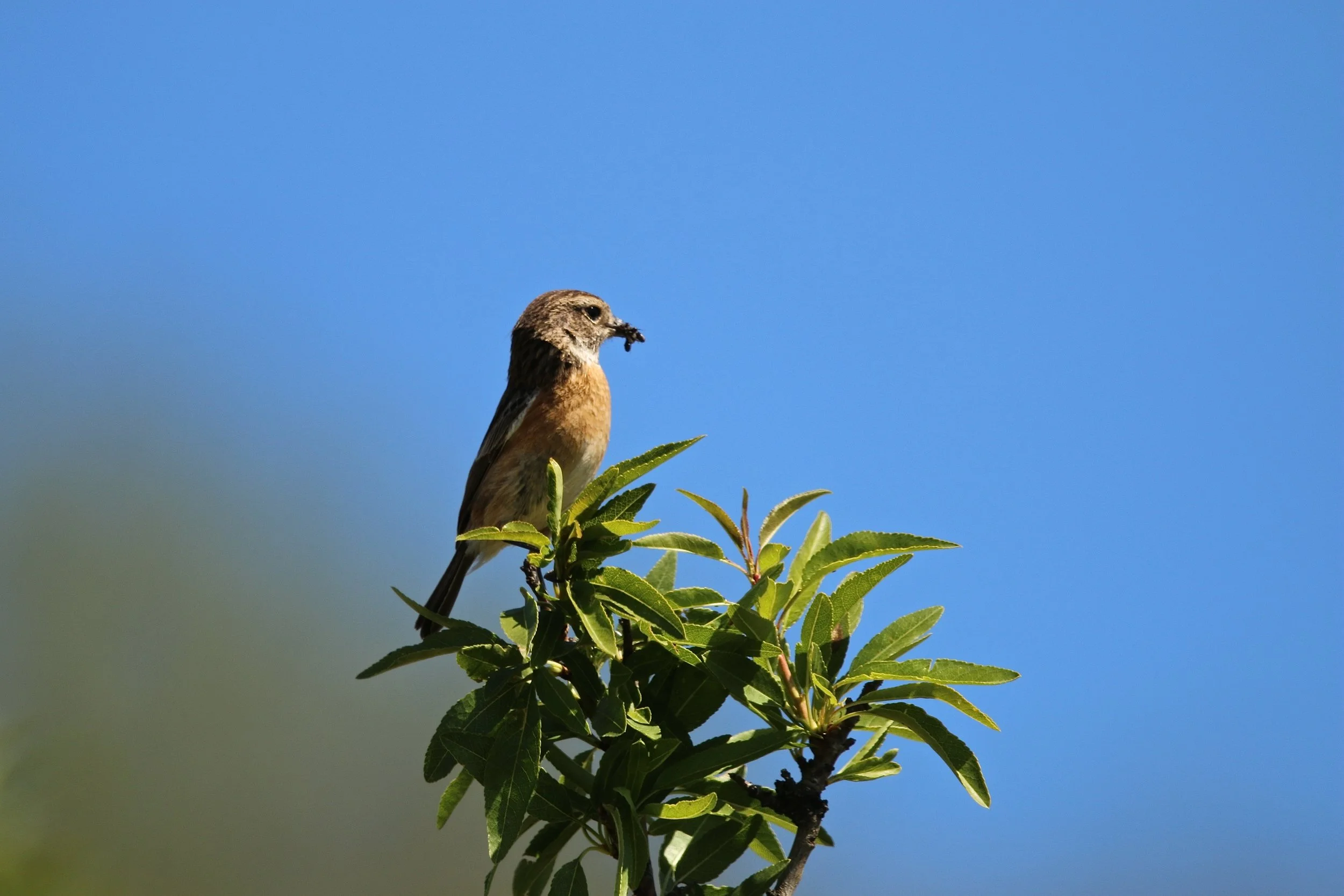 Roodborsttapuit - Trasuet pâtre - Stonechat.JPG
