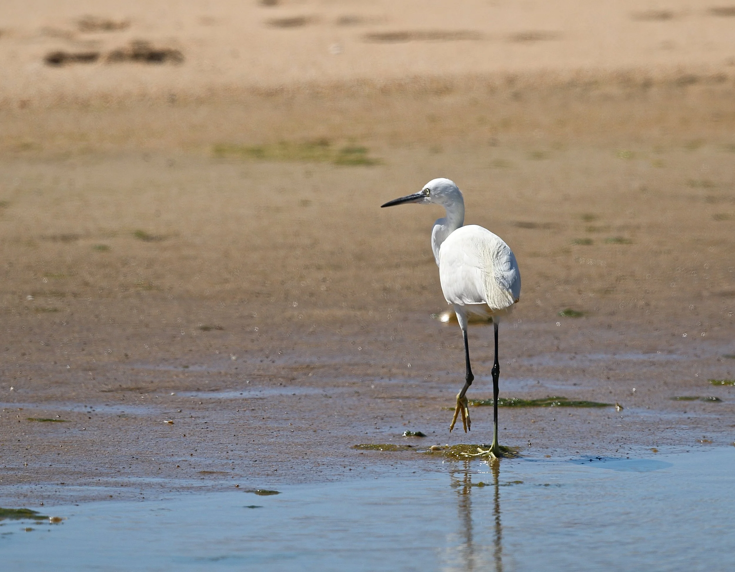 Kleine zilverreiger - Little egret - Aigrette garzette