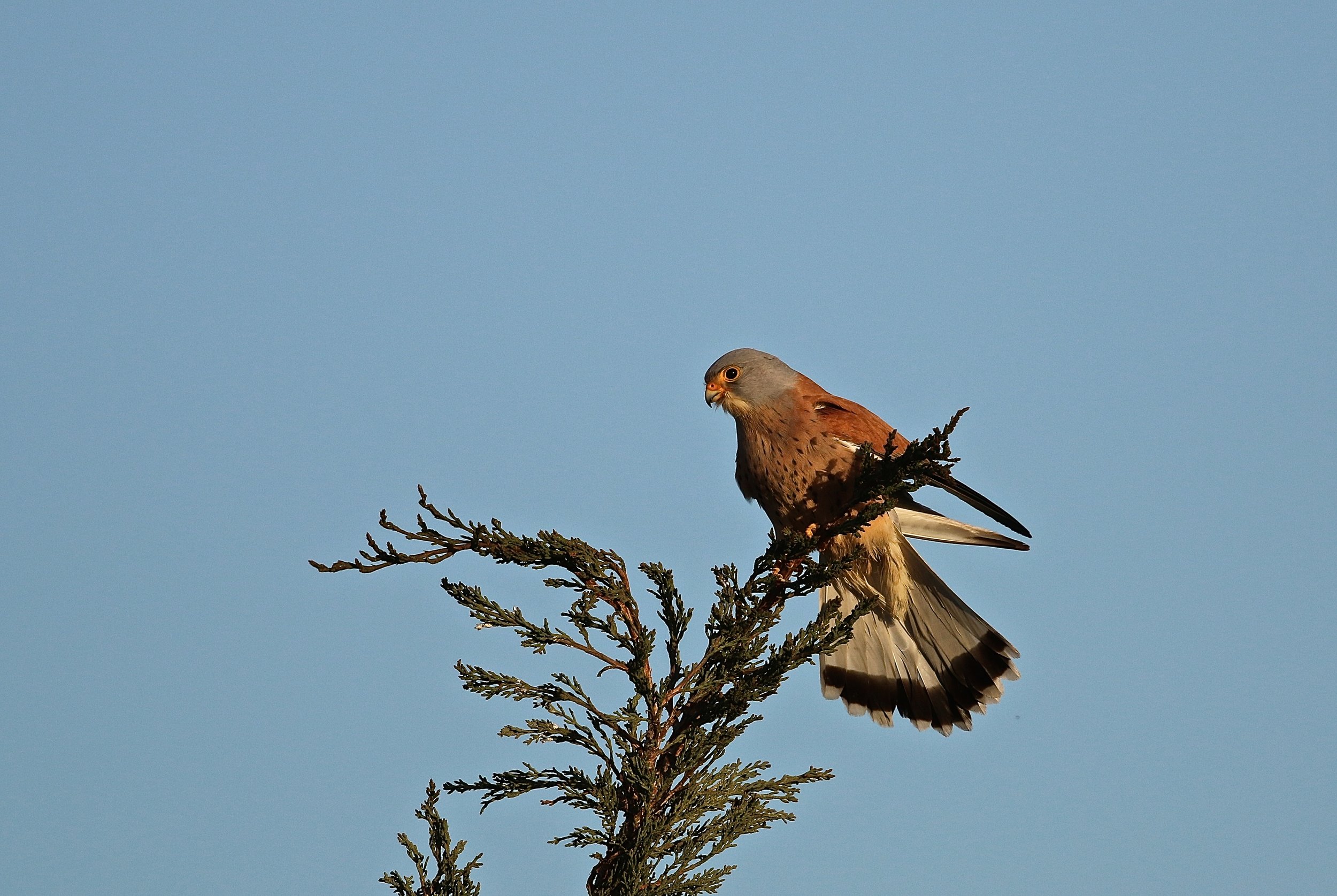 Kleine torenvalk - Lesser kestrel - Faucon crécerellette