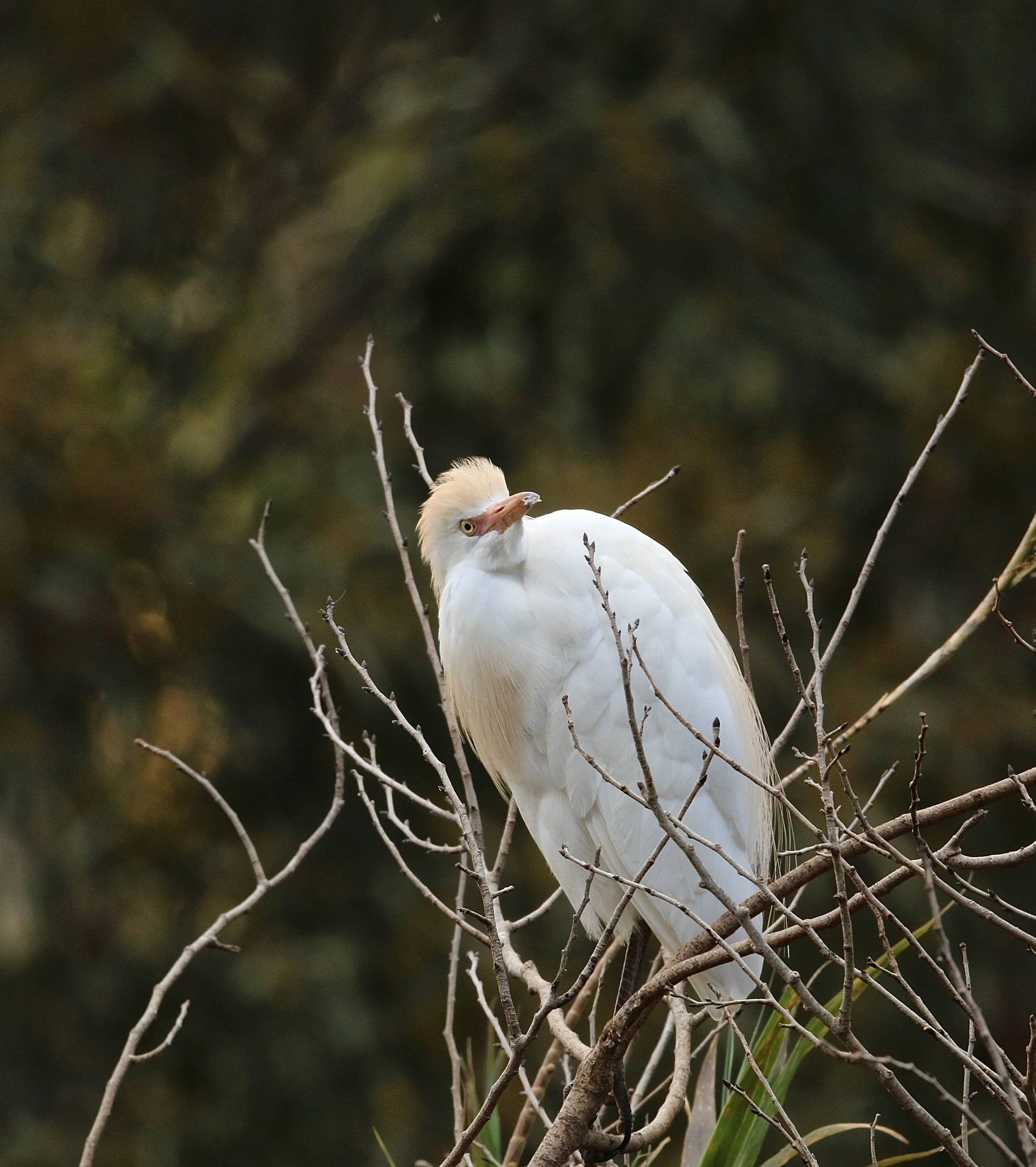 koereiger - Héron garde-boeuf - cattle egret.JPG