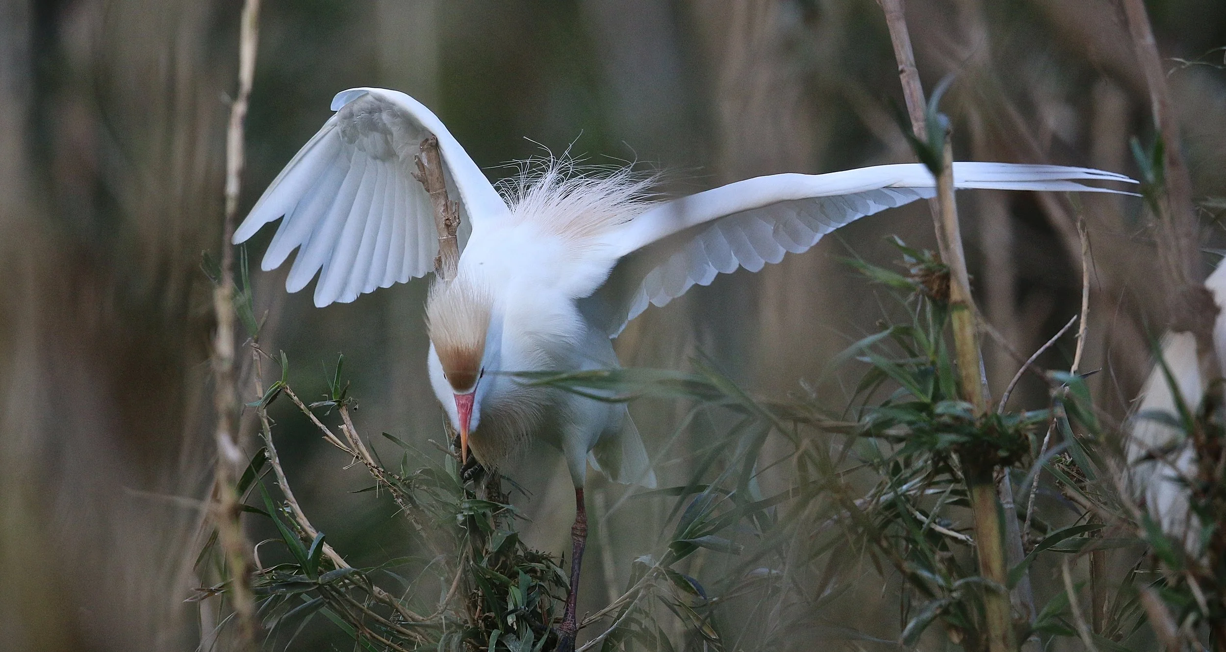 koereiger - Héron garde-boeuf - cattle egret.JPG