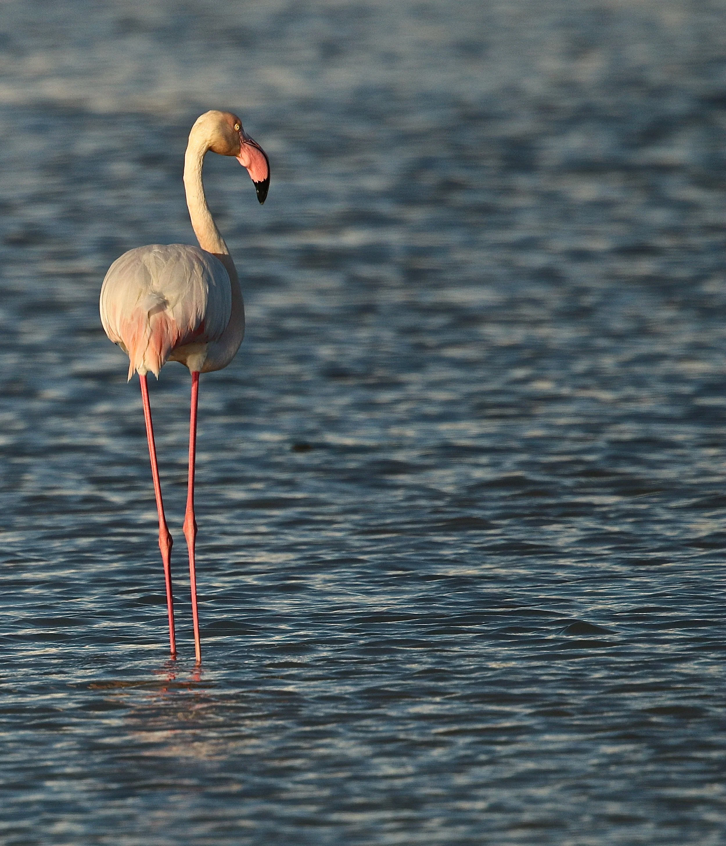Flamingo - Flamingo - Flamant rose