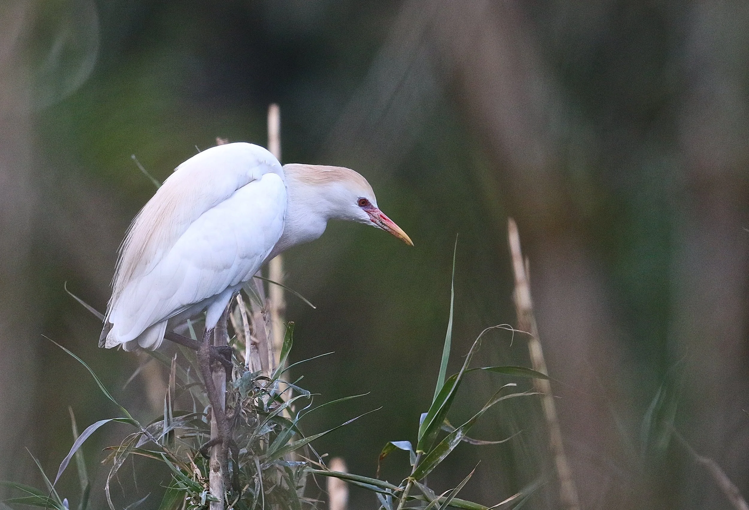 Koereiger - Cattle egret - Héron garde-boeuf