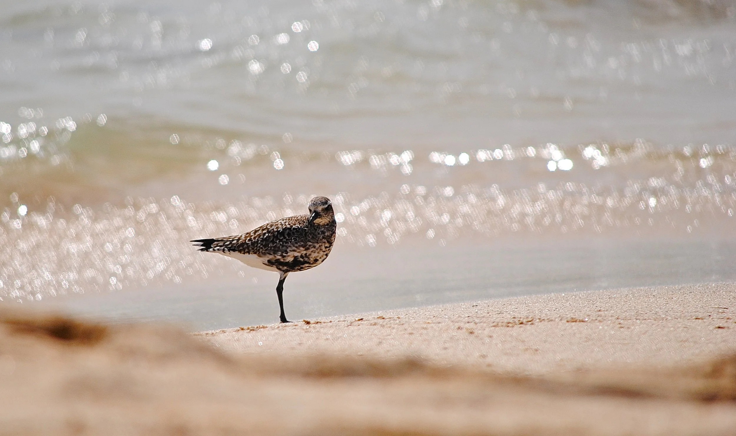 Zilverplevier - Grey plover - Pluvier argenté