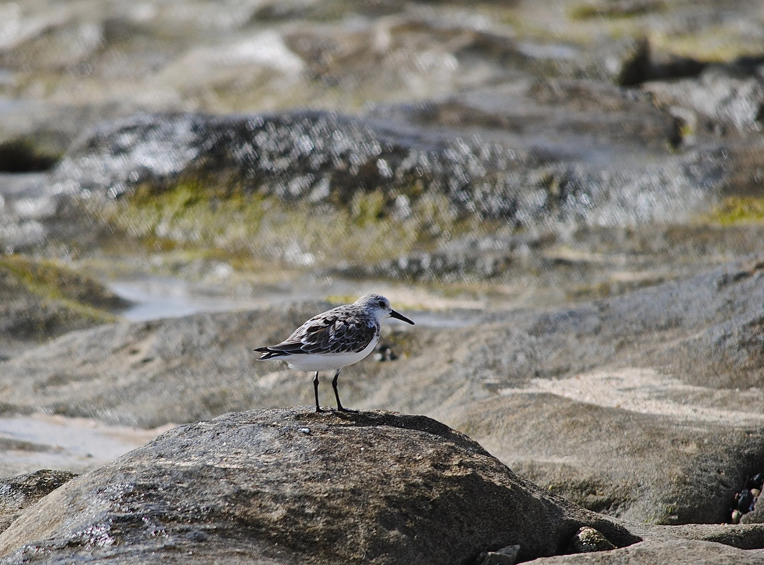 Drieteenstrandloper - Sanderling - Bécasseau sanderling