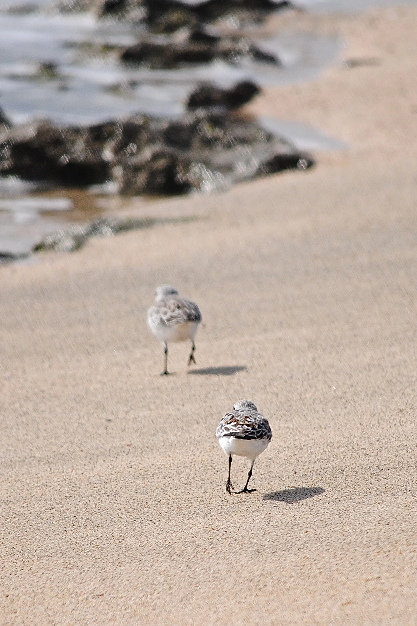 Drieteenstrandloper - Sanderling - Bécasseau sanderling
