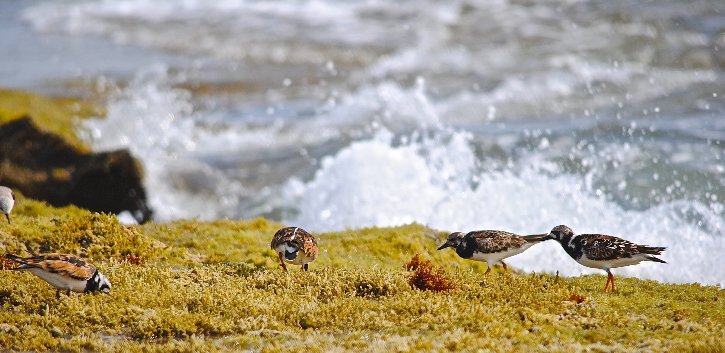 Steenloper - Turnstone - Tournepierre à collier