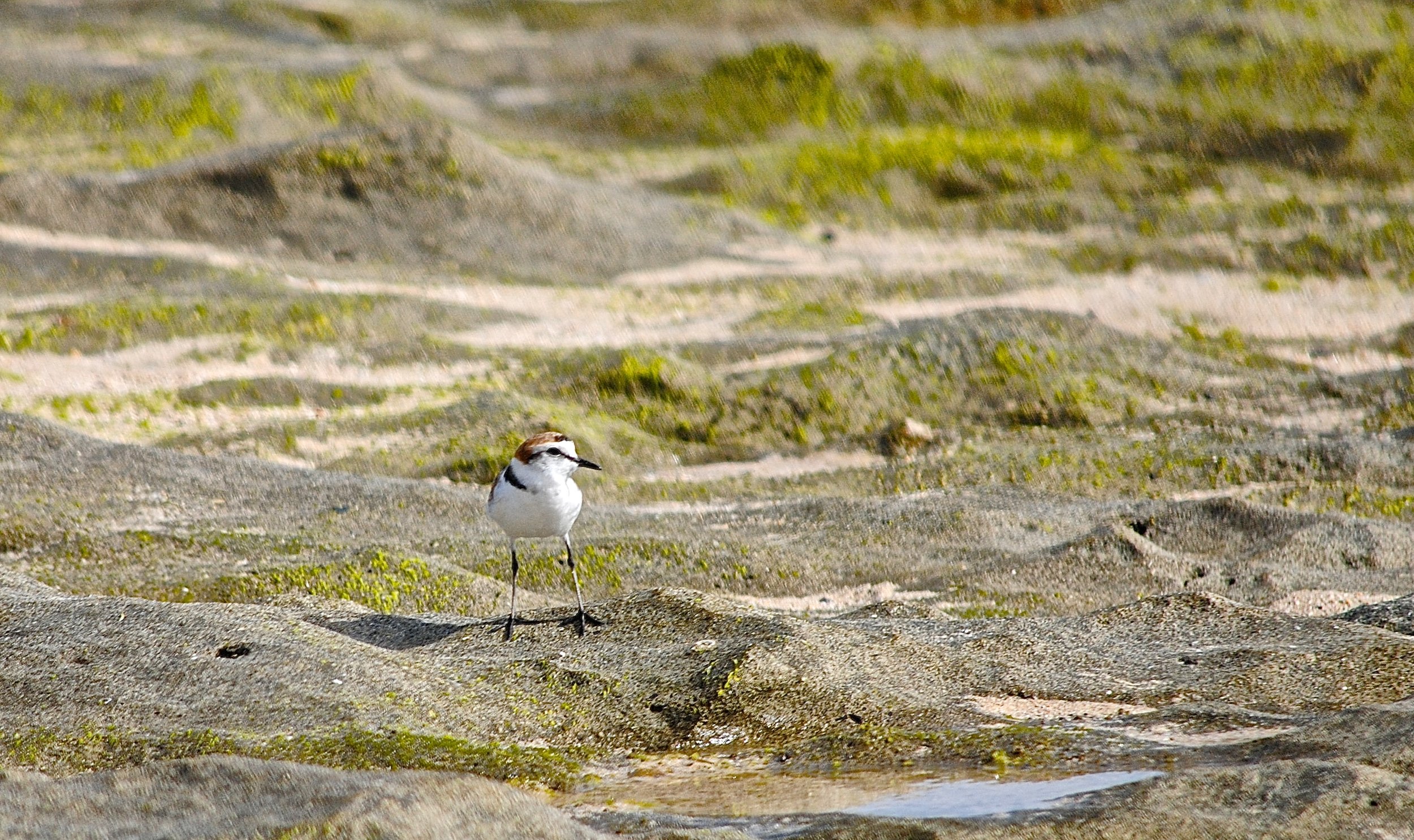 Strandplevier - Kentish plover - Gravelot à collier interrompu
