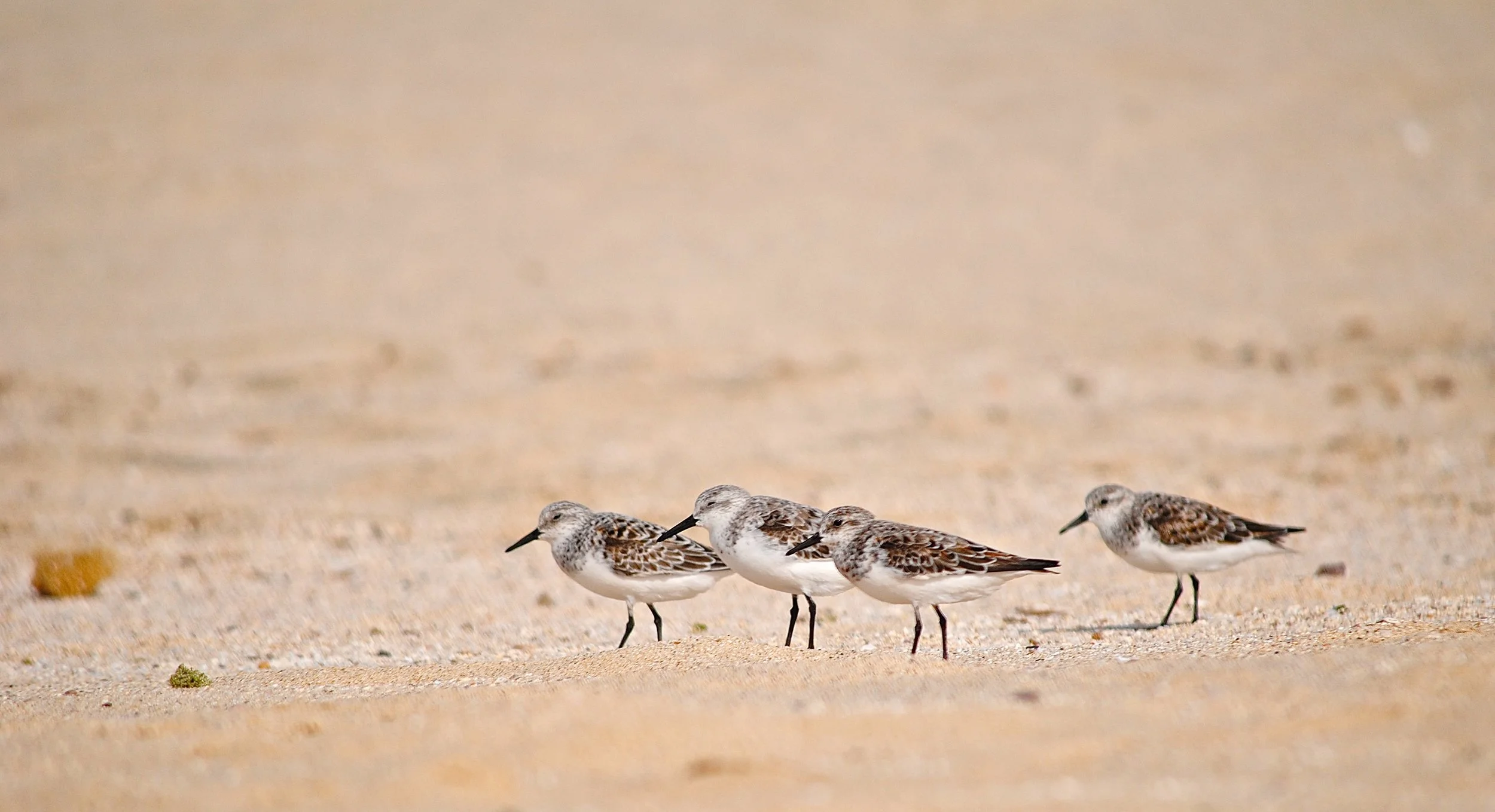 Drieteenstrandloper - Sanderling - Bécasseau sanderling