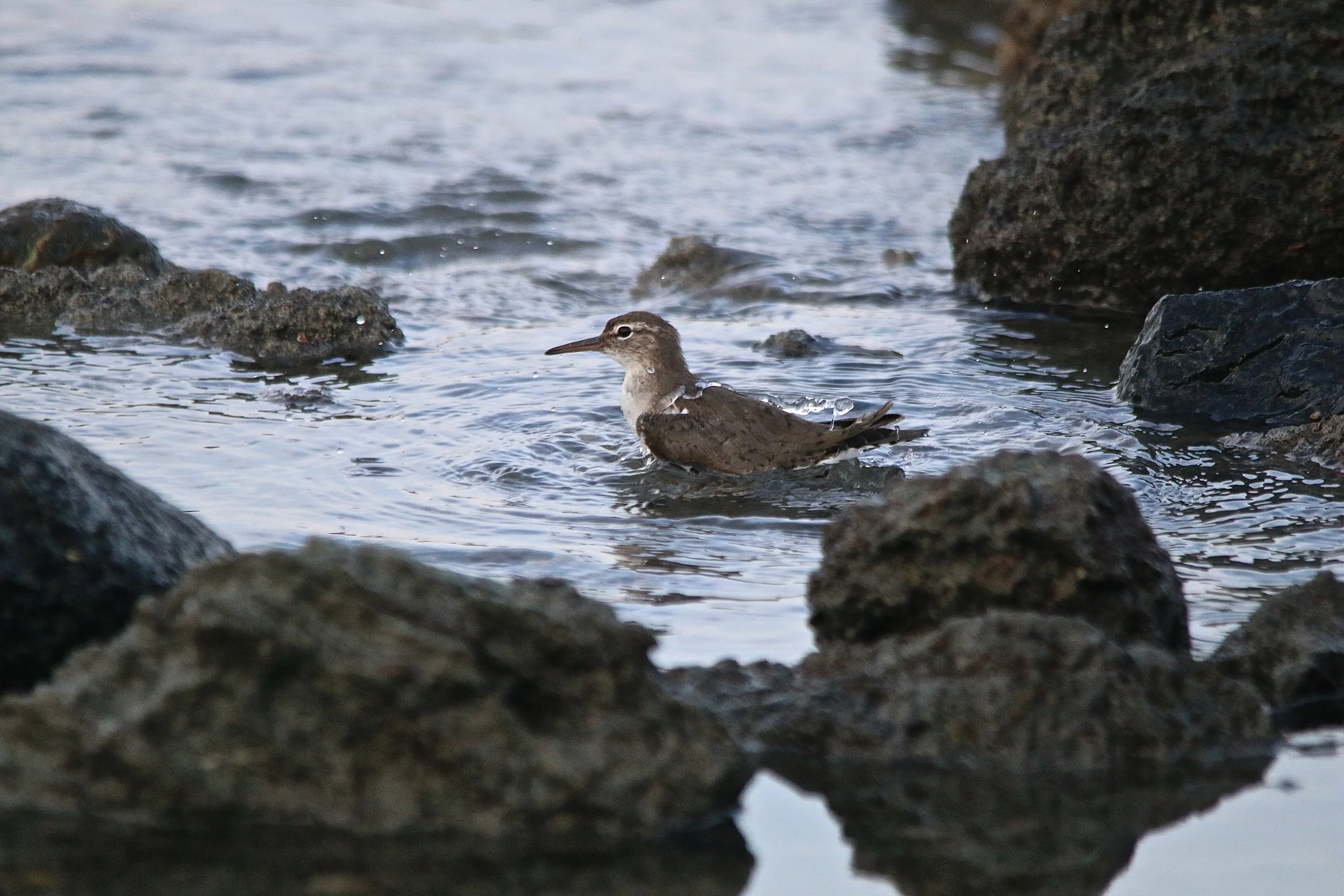Lesser Yellowlegs.JPG