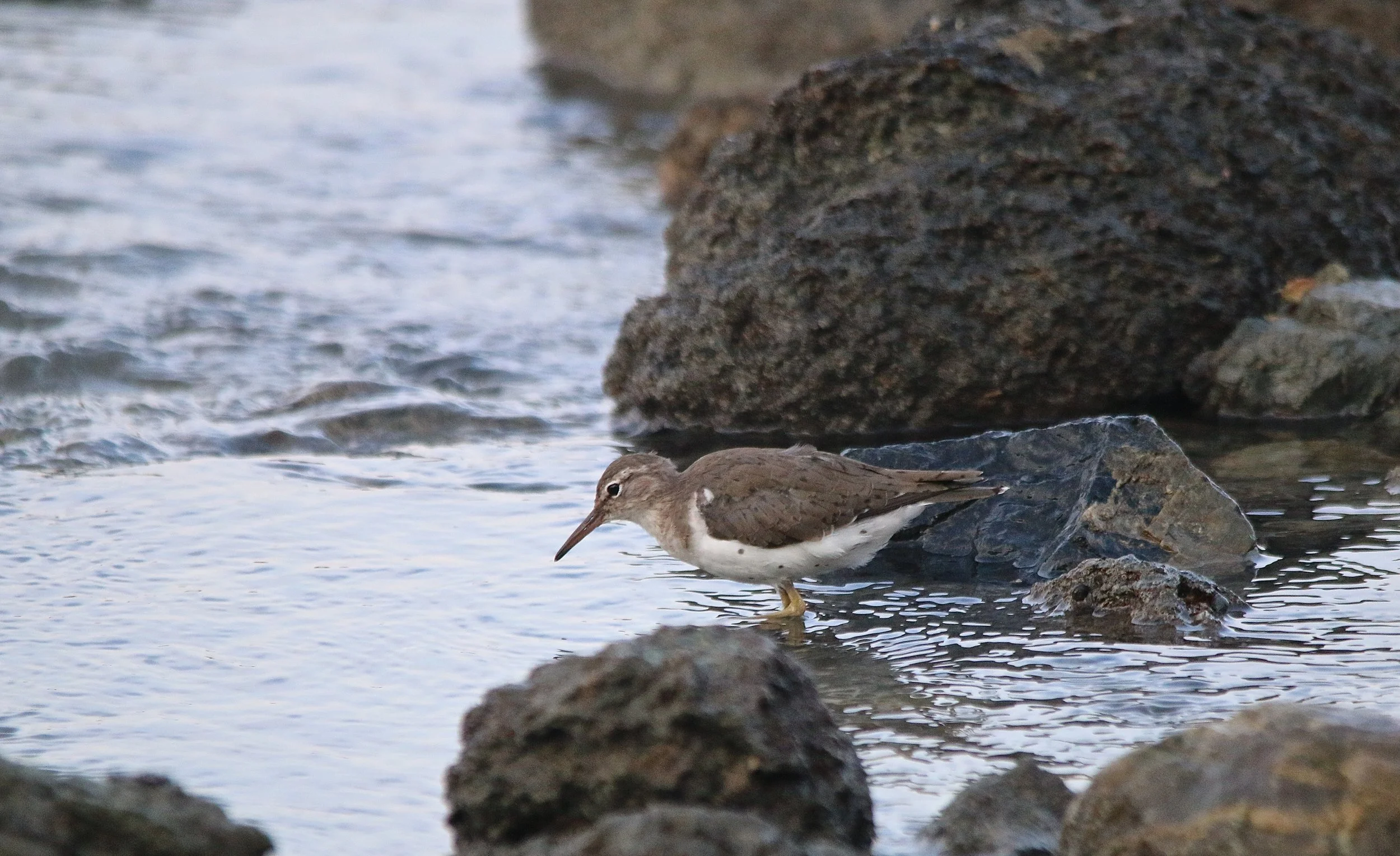 Lesser Yellowlegs.JPG