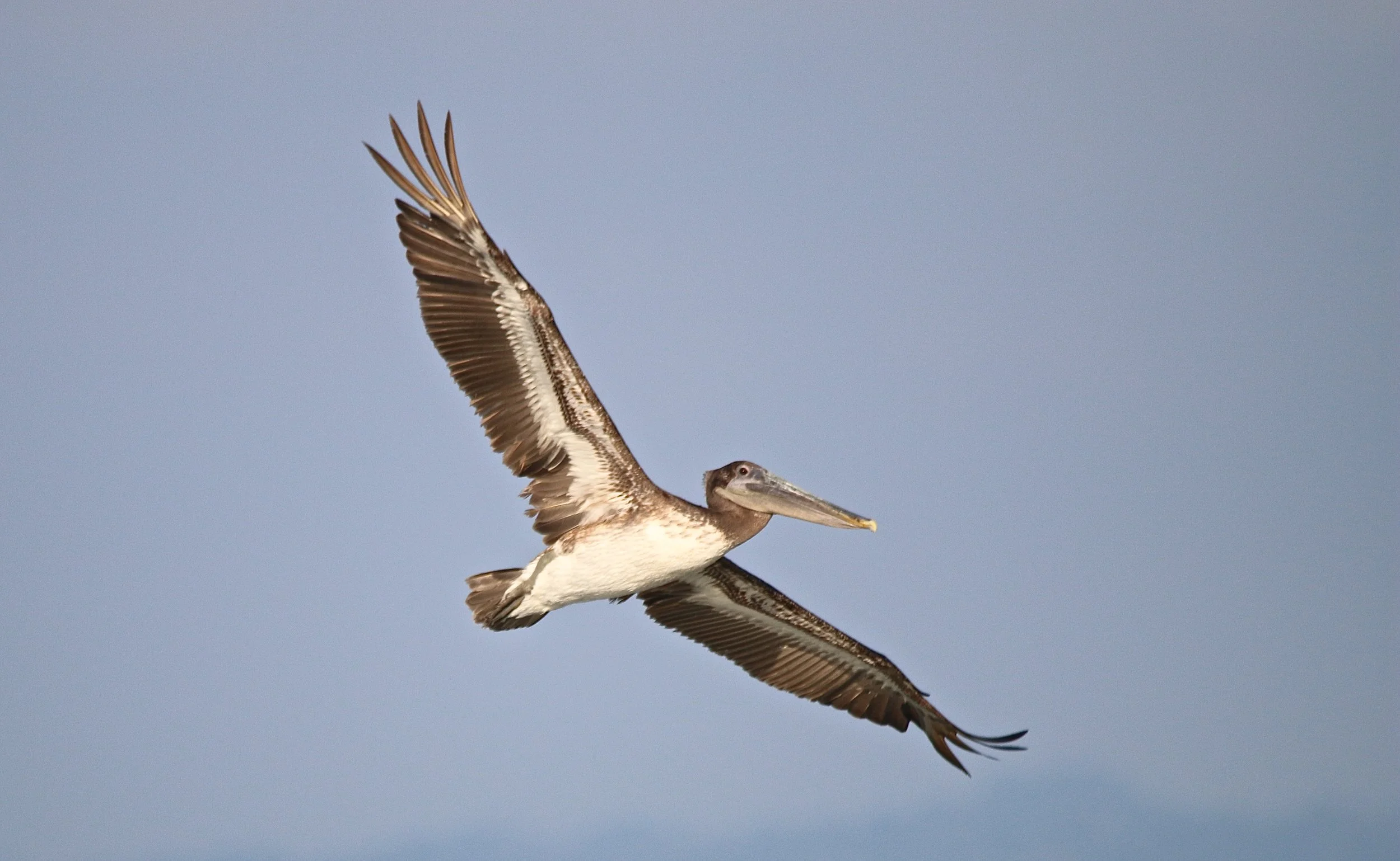 Brown pelican.JPG
