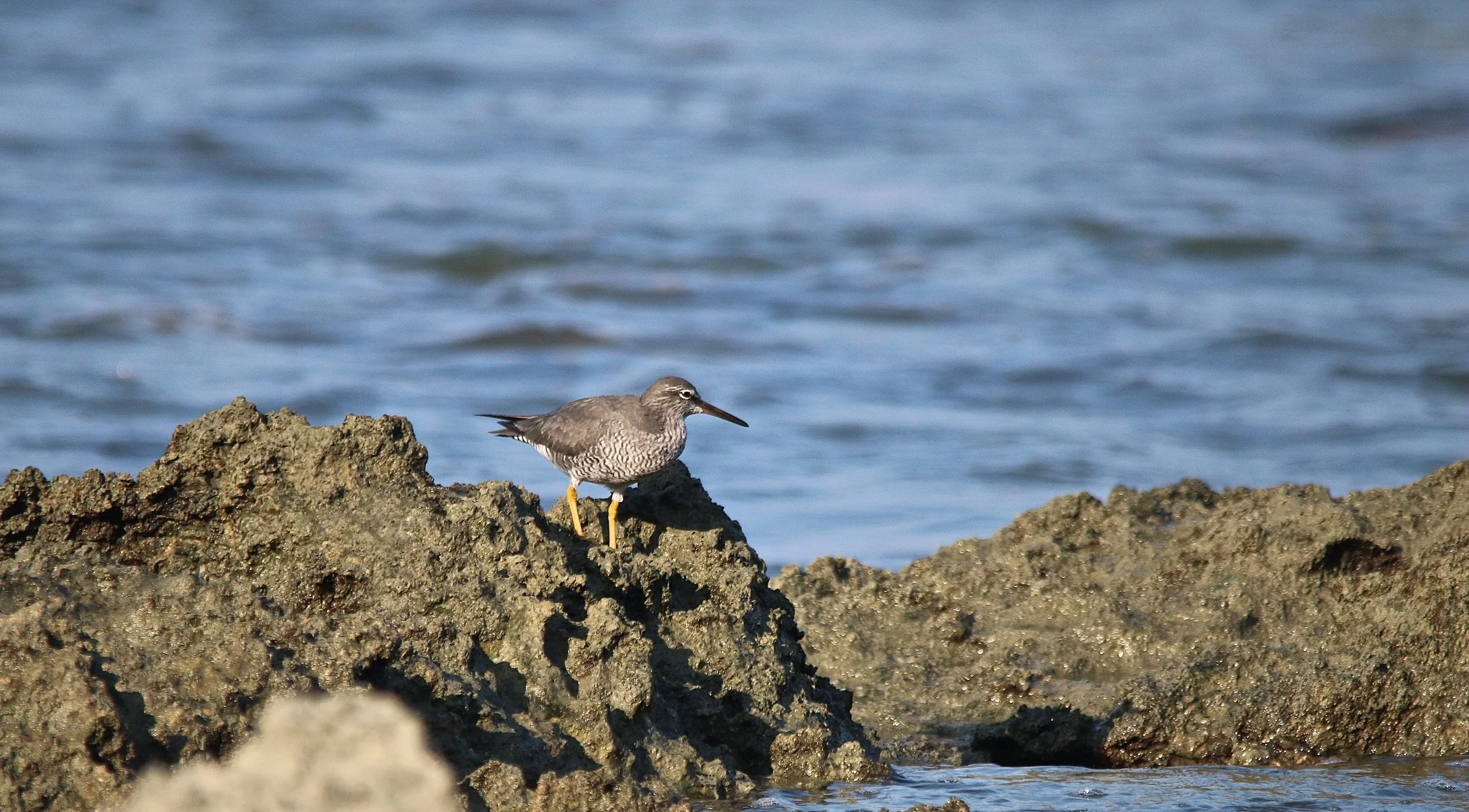 Lesser Yellowlegs.JPG