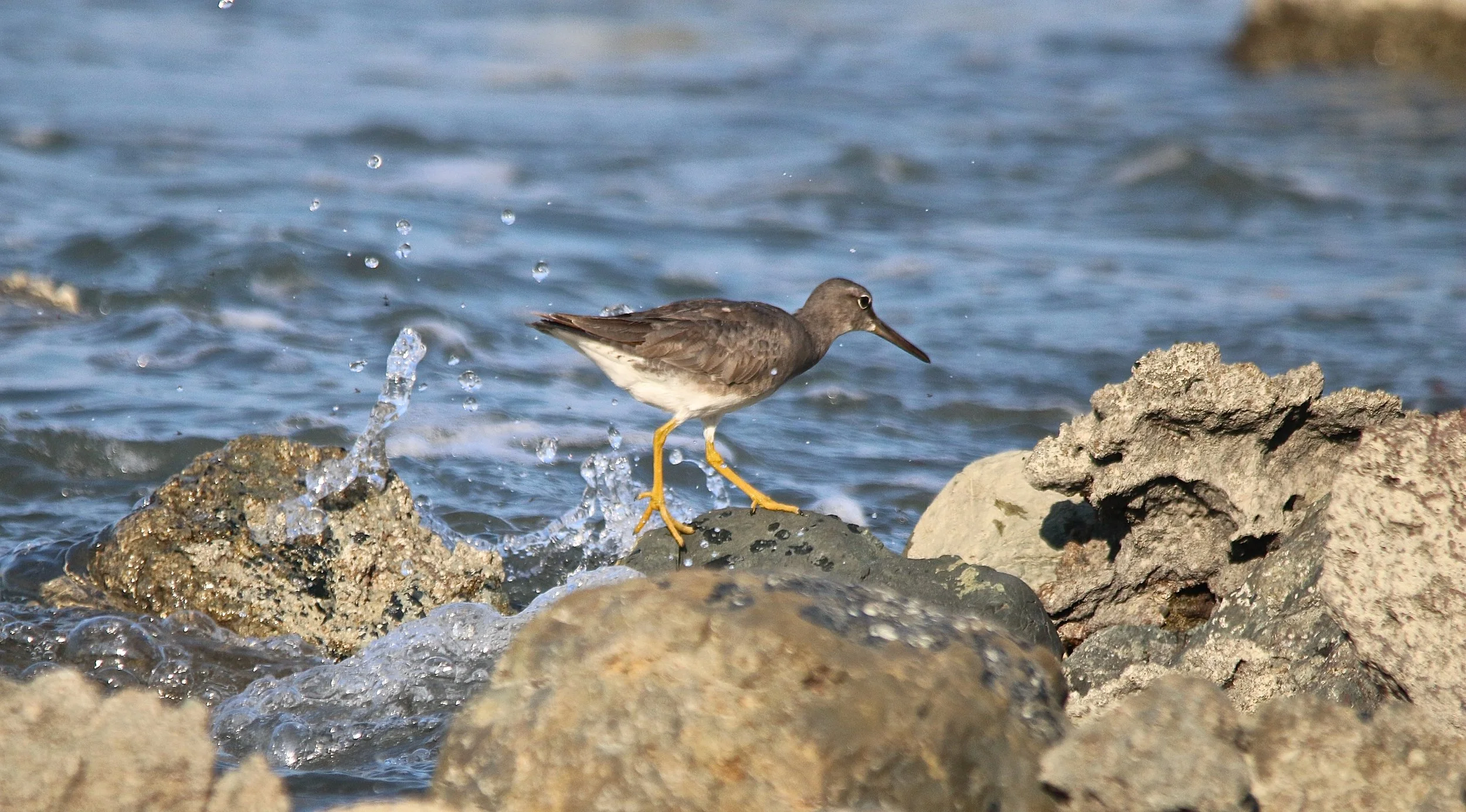 Lesser Yellowlegs.JPG