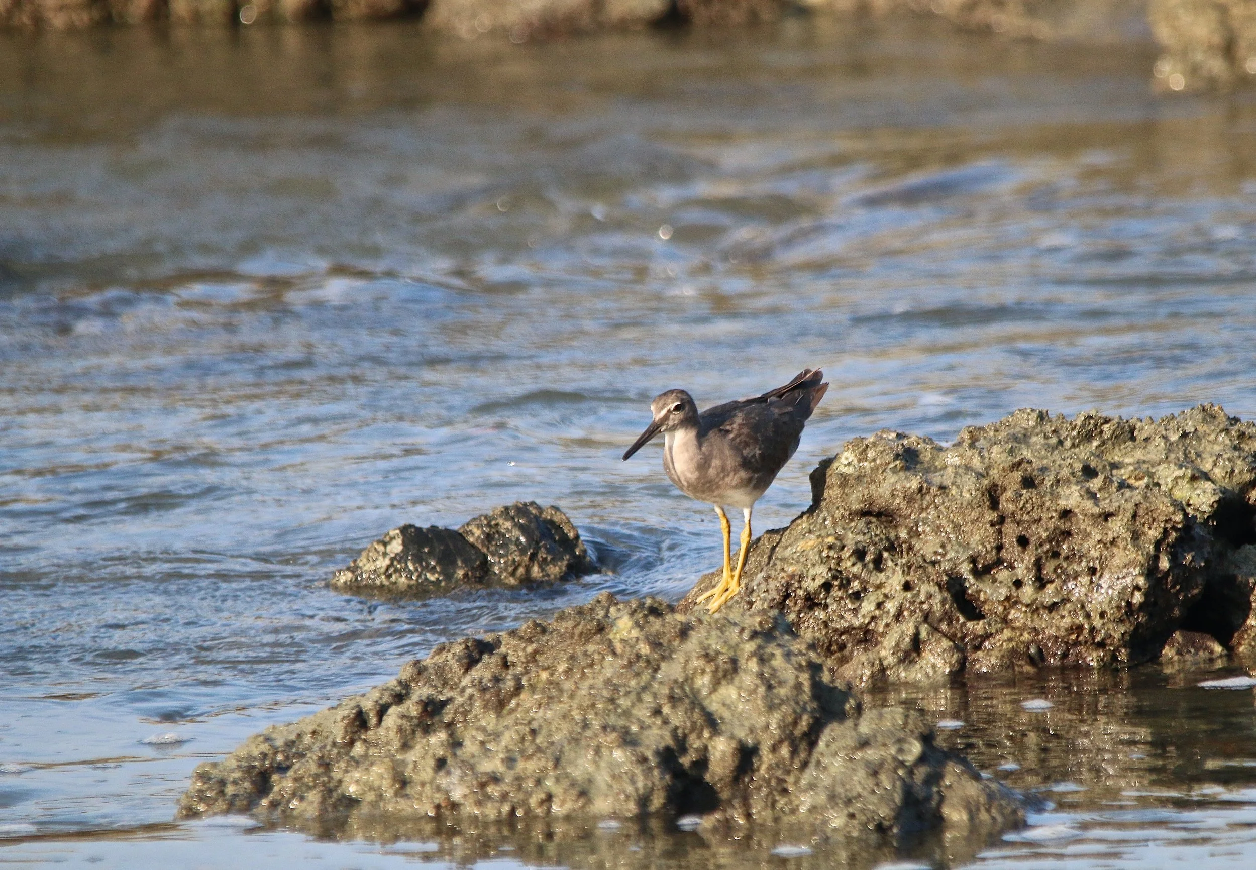 Lesser Yellowlegs.JPG