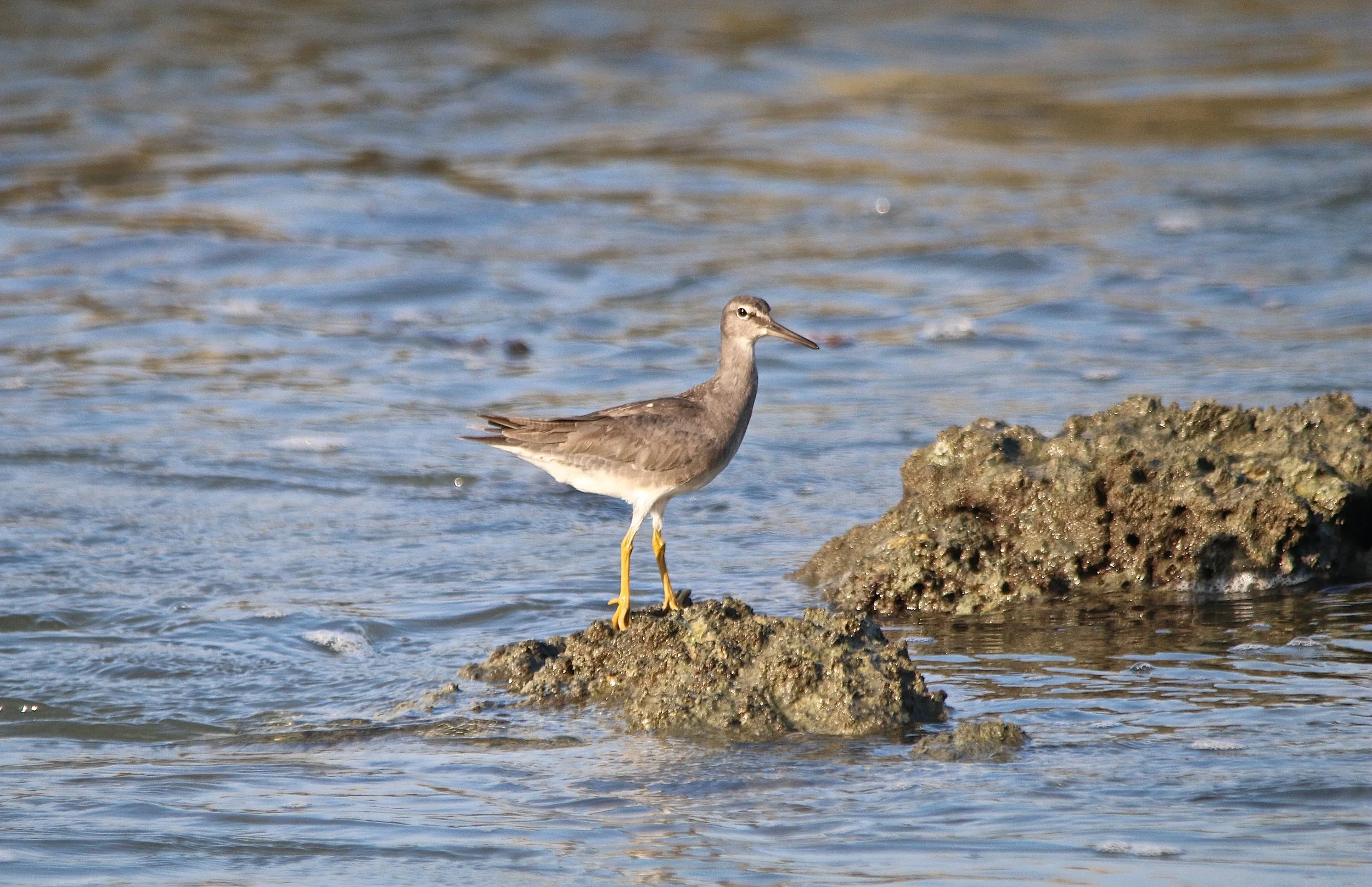 Lesser Yellowlegs.JPG