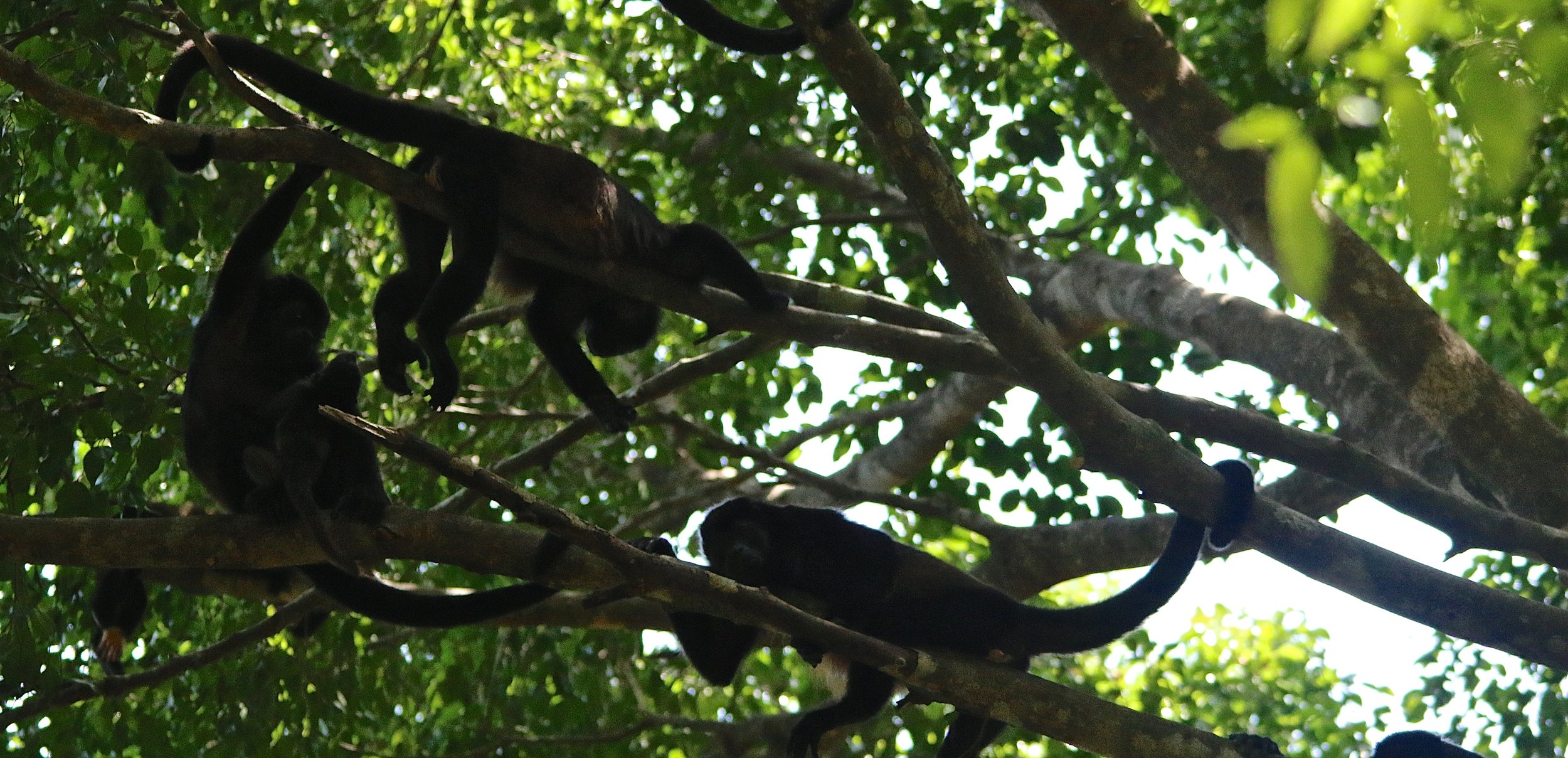 Howler monkey.JPG