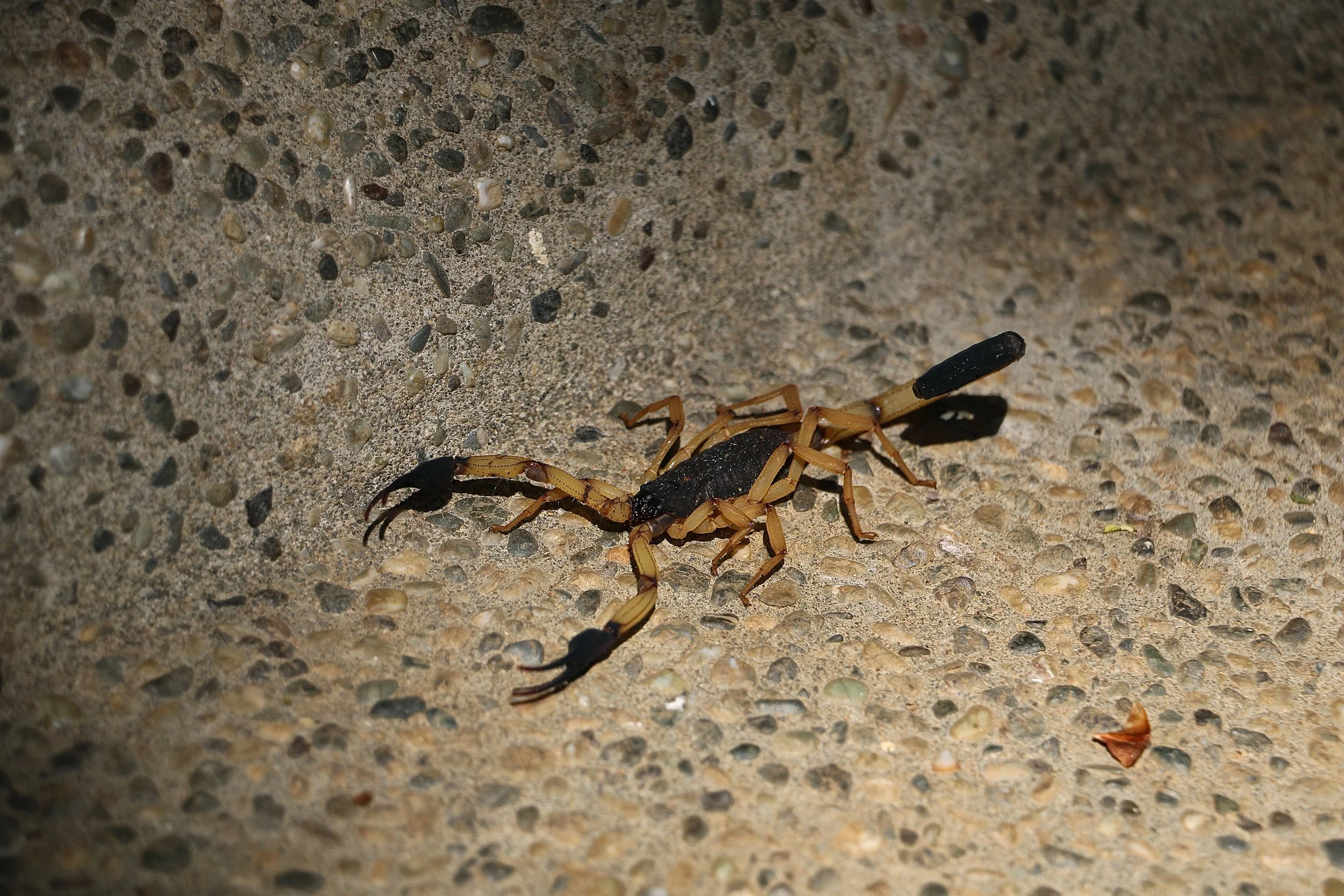 Schorpioen.JPG