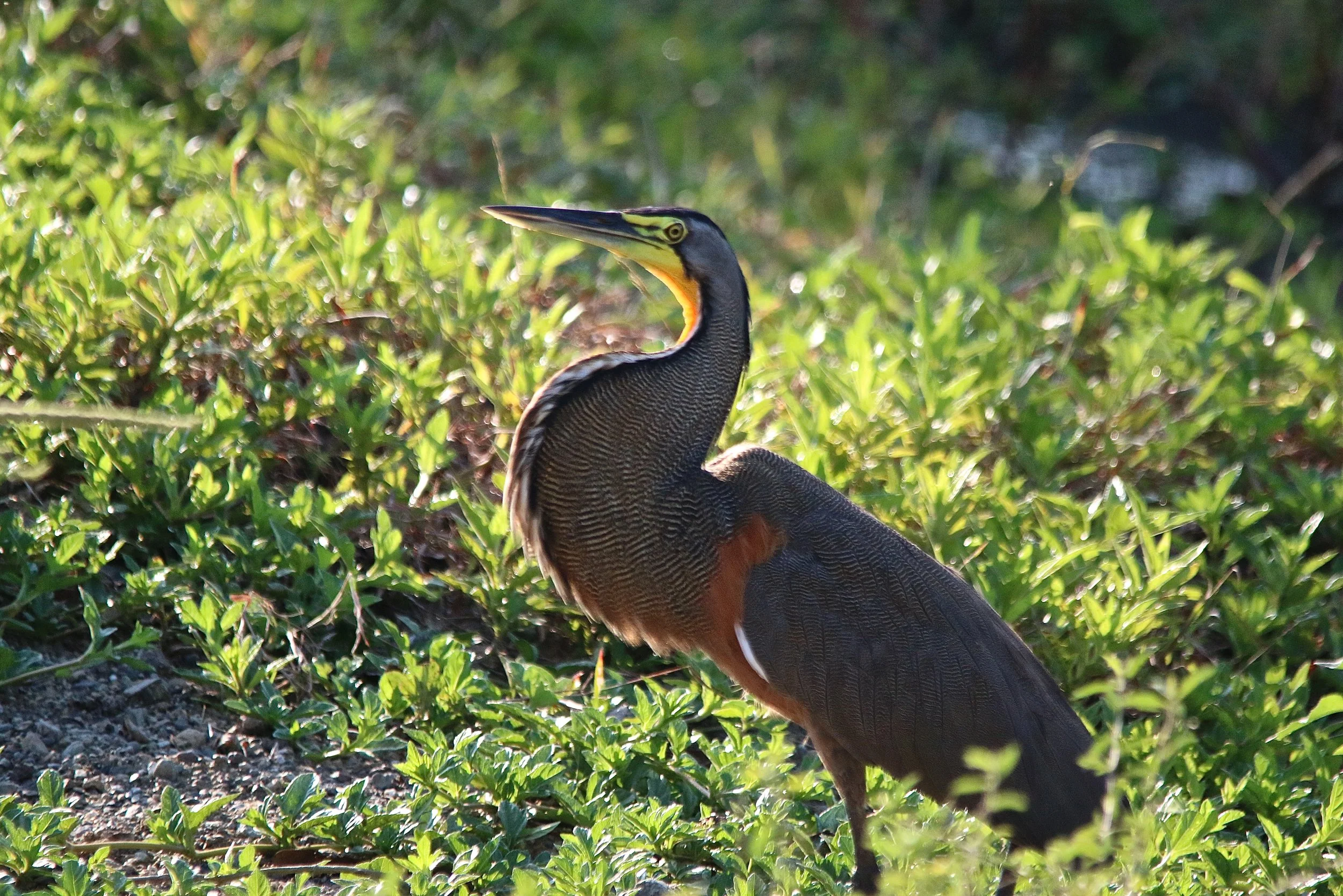 Bare throated Tiger heron.JPG