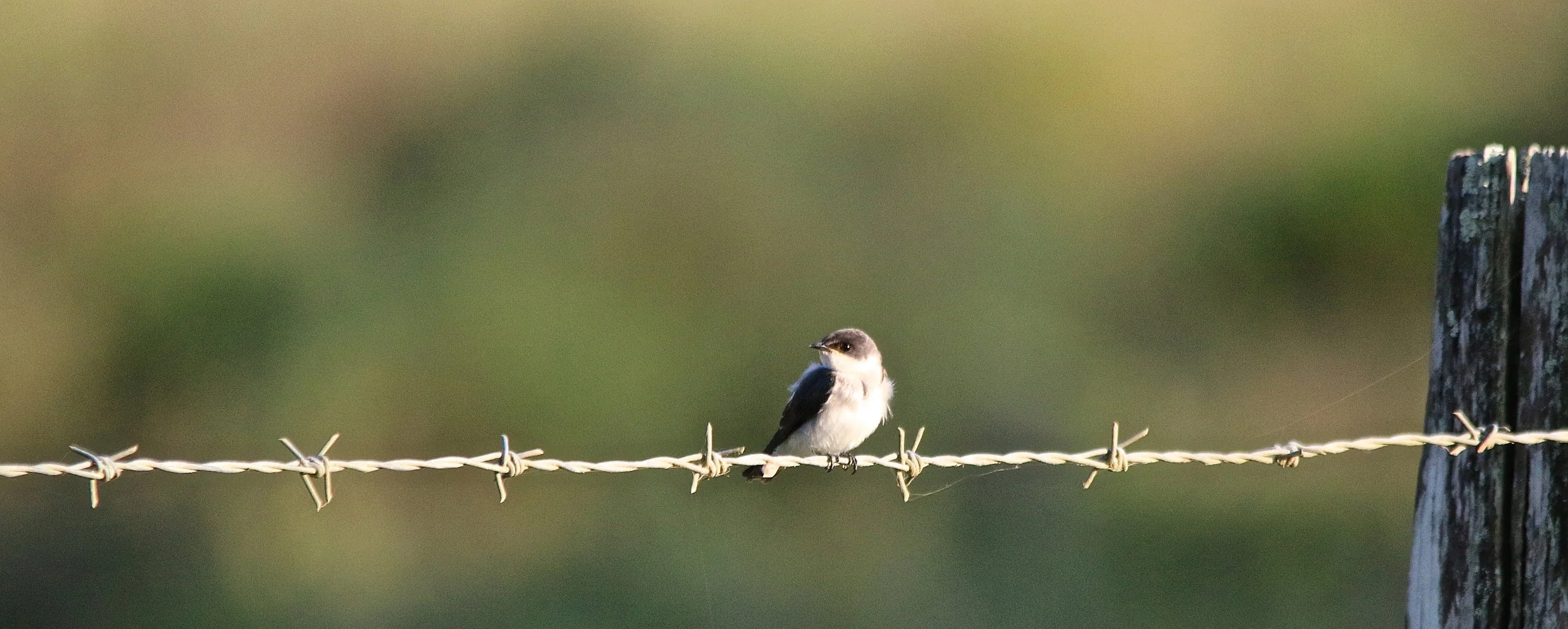 Mangrove Swallow.JPG