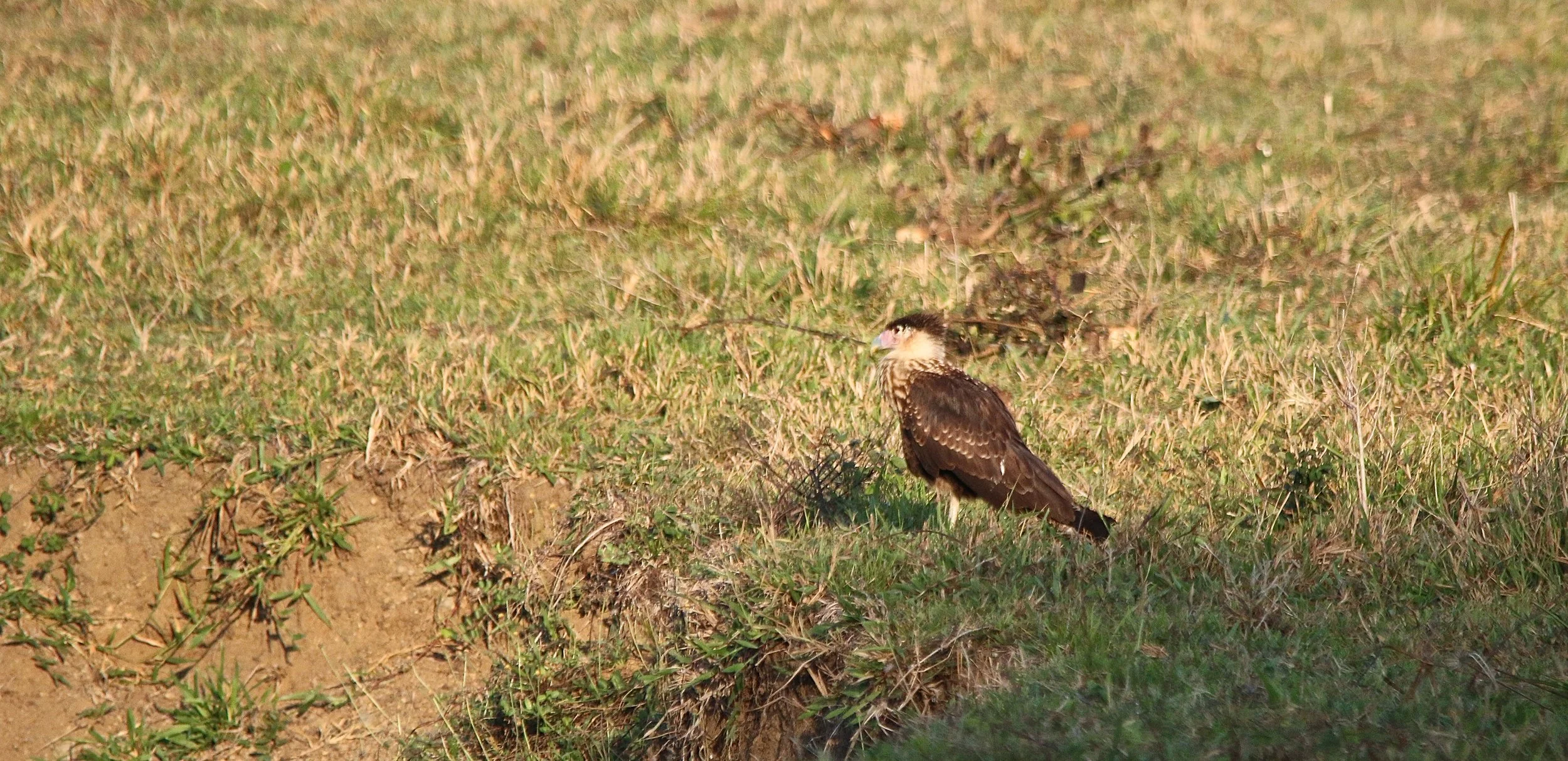Crested Caracara (juv).JPG