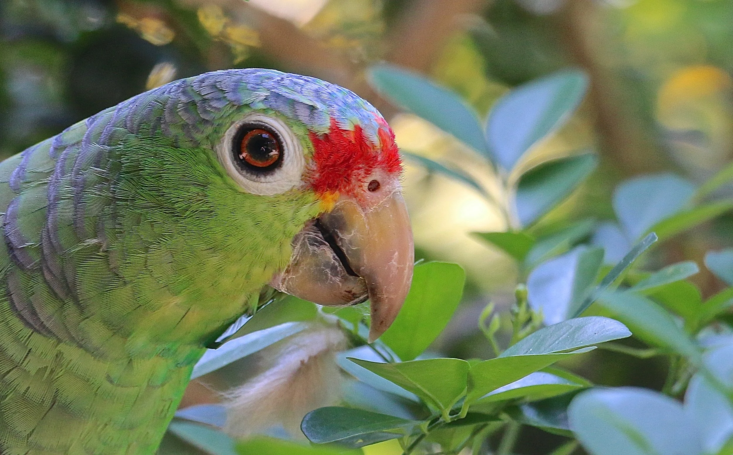 Red lored parrot.JPG