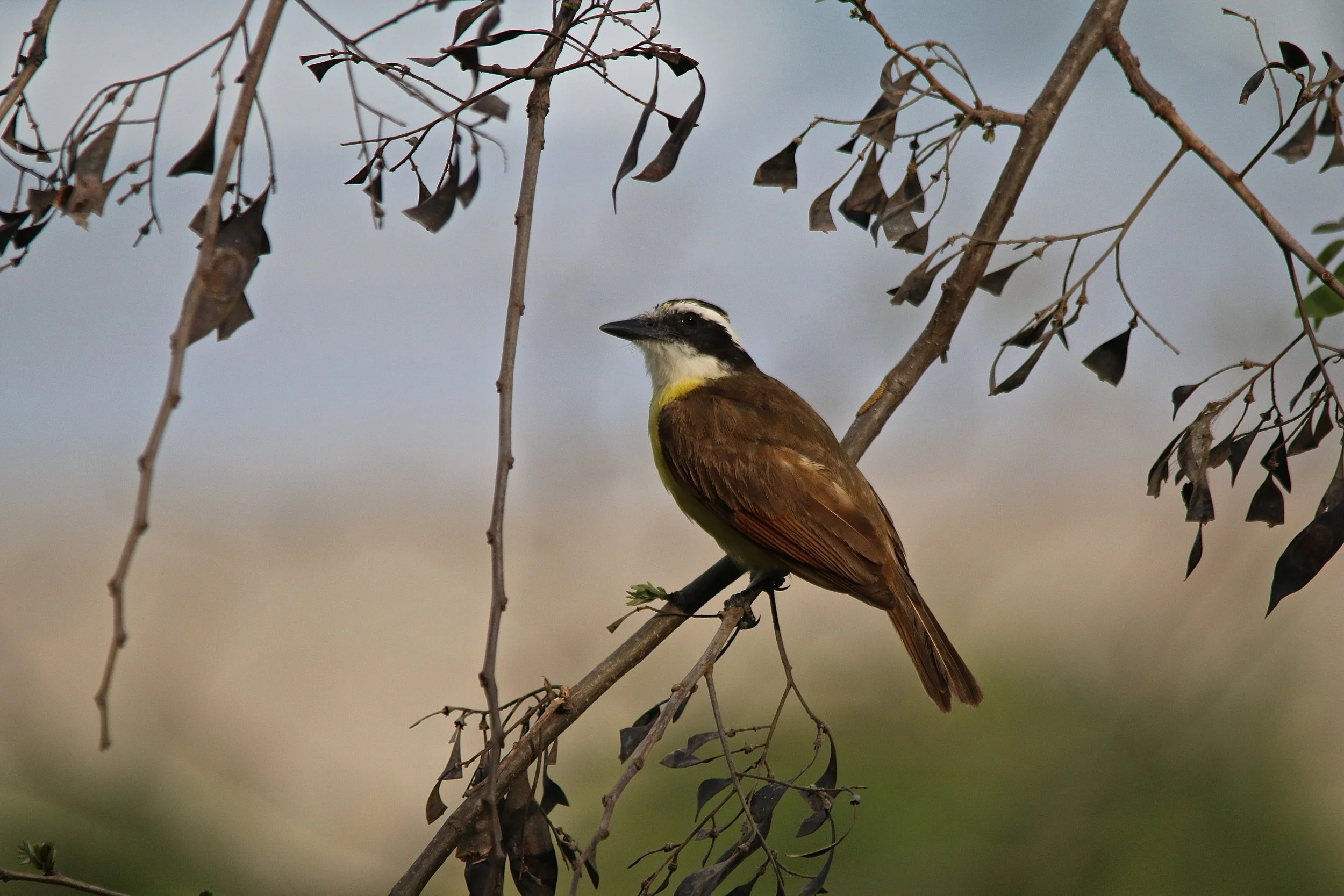 Flycatcher (social).JPG