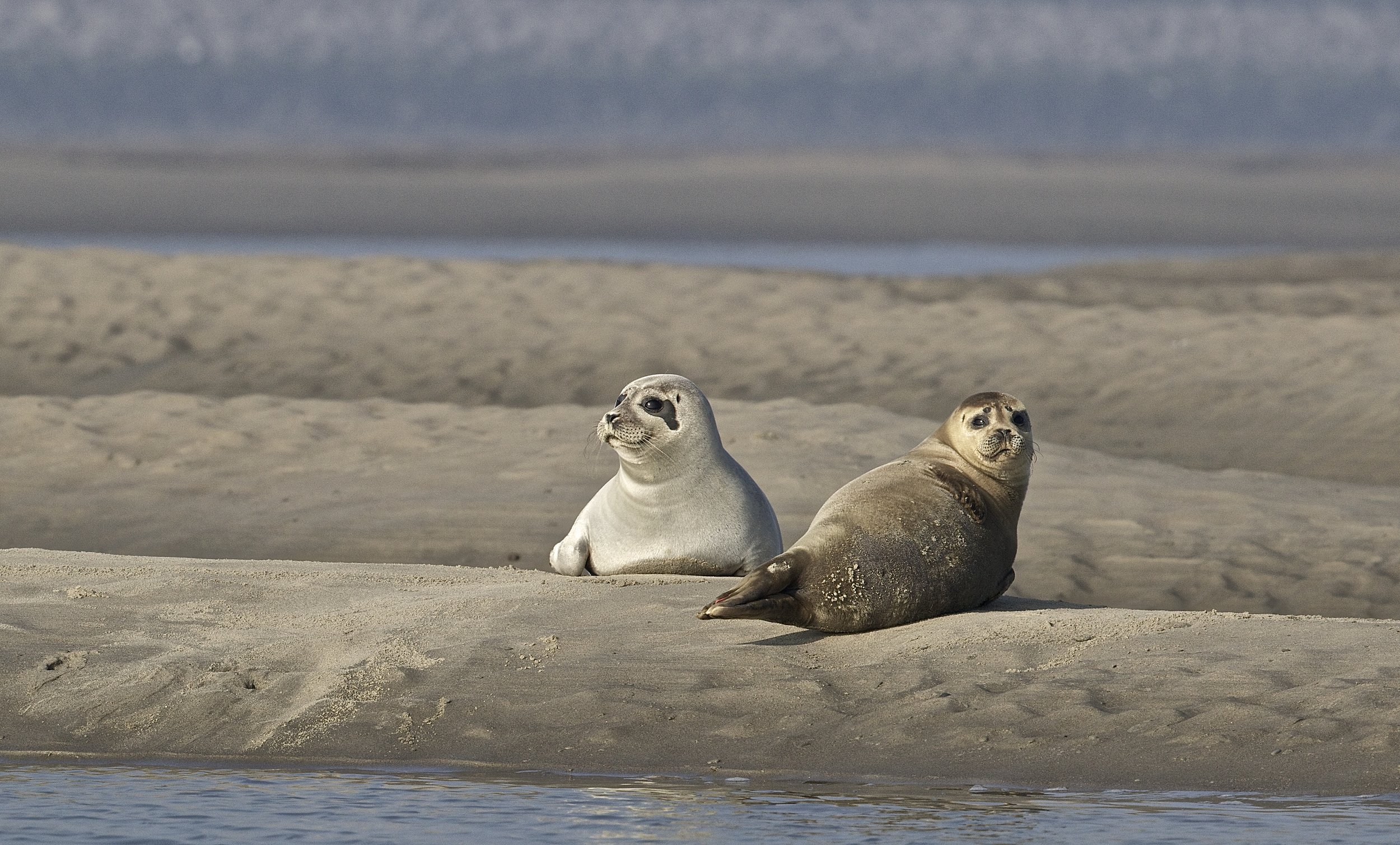 Zeehond - Seal