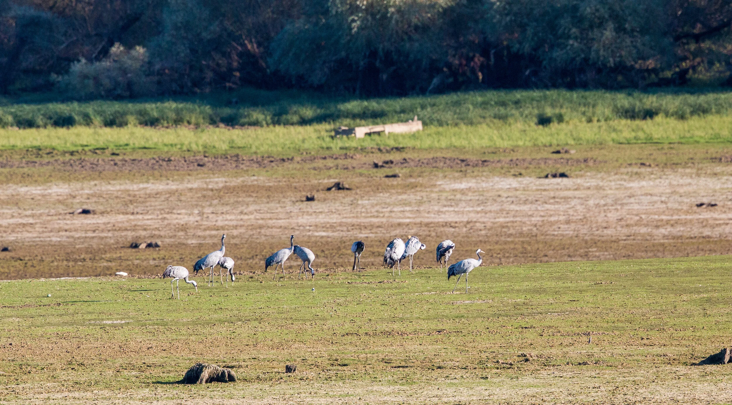 Frankrijk, Kraanvogels spotten in Lac Du Der november 2019 — WildLifeImpressions Frankrijk, Kraanvogels spotten in Lac Du Der november 2019 — WildLifeImpressions
