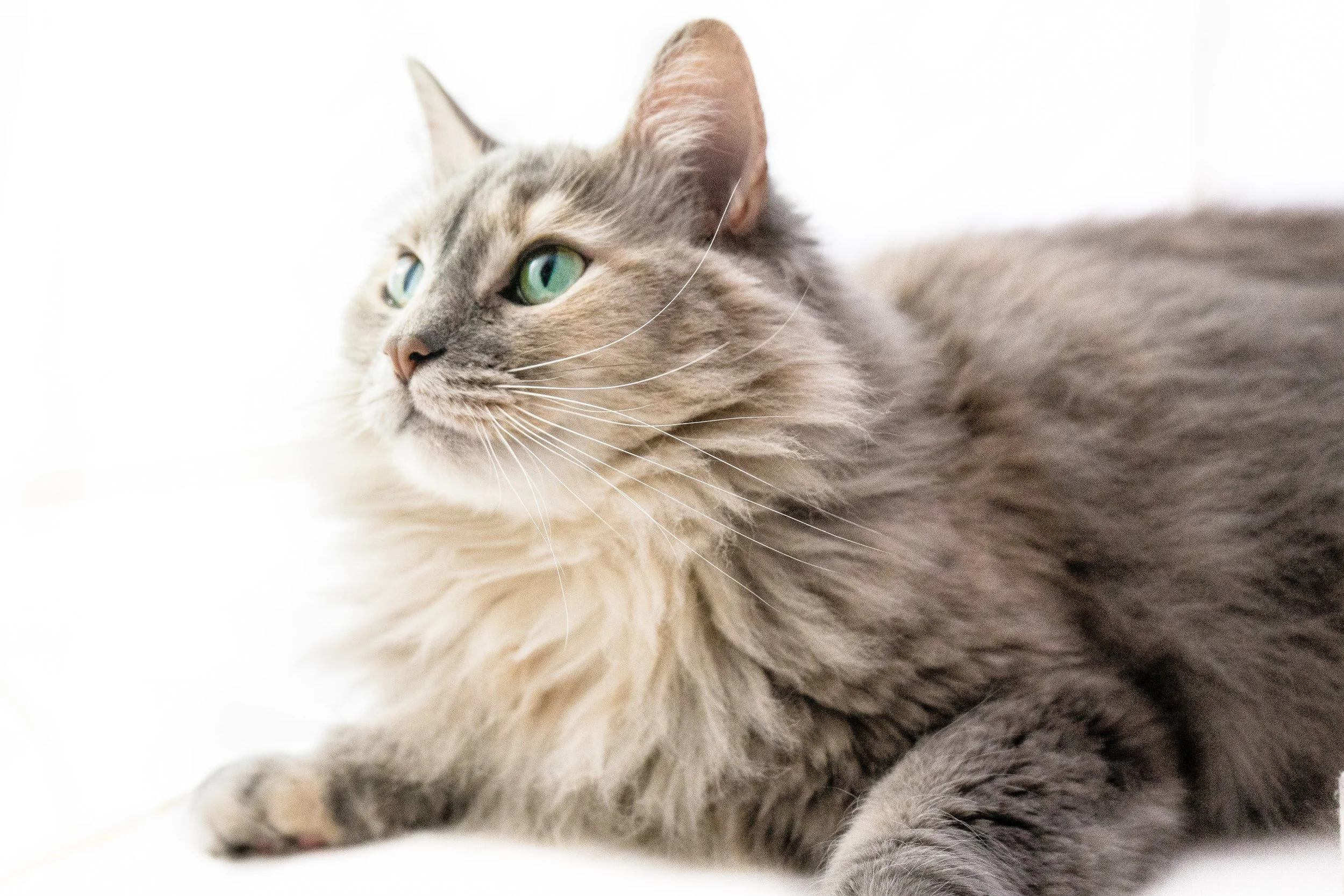 Bella-1 (1)-min.jpg
