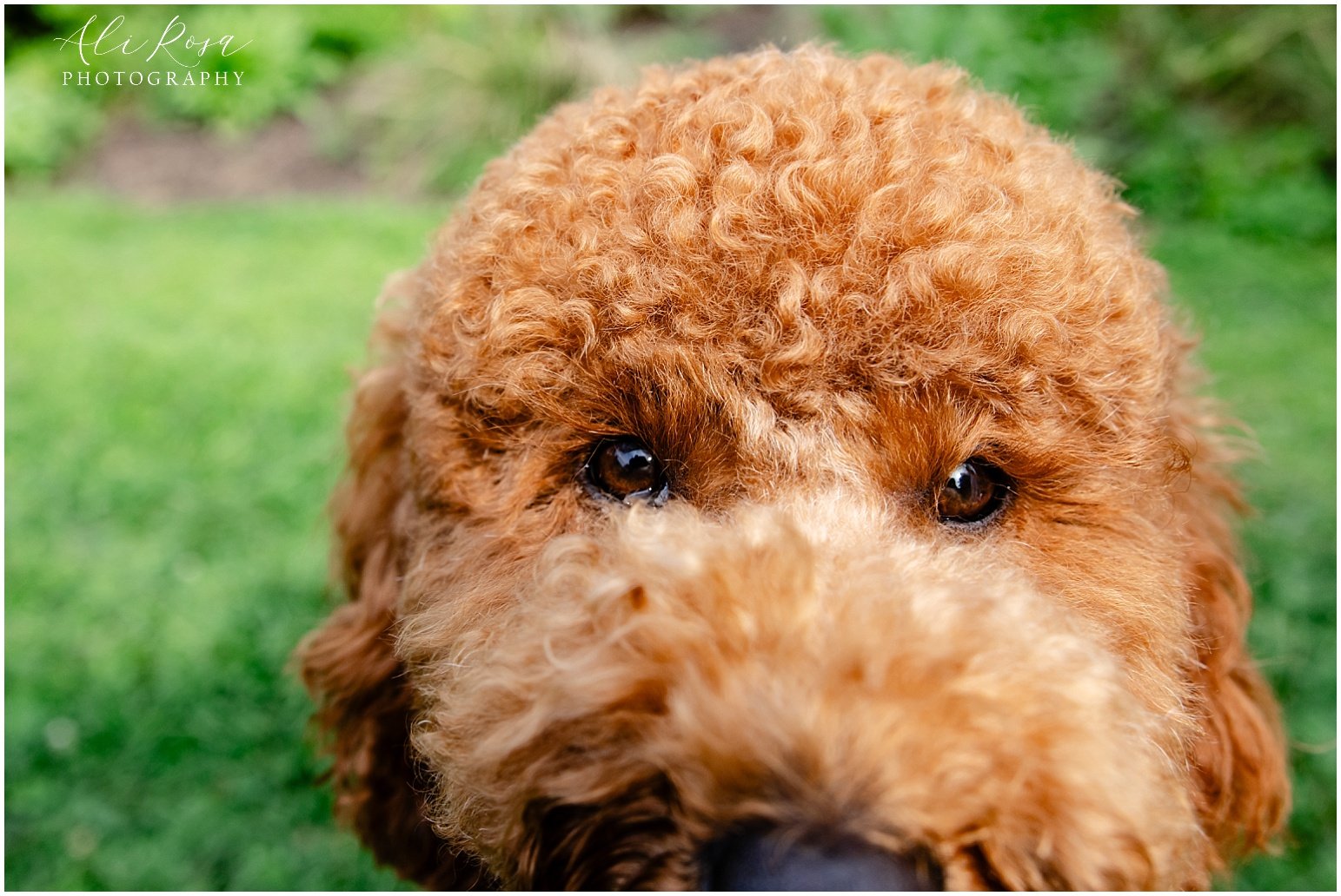 Ali Rosa Photography Elm Bank Wedding Boston Wellesley_196.jpg