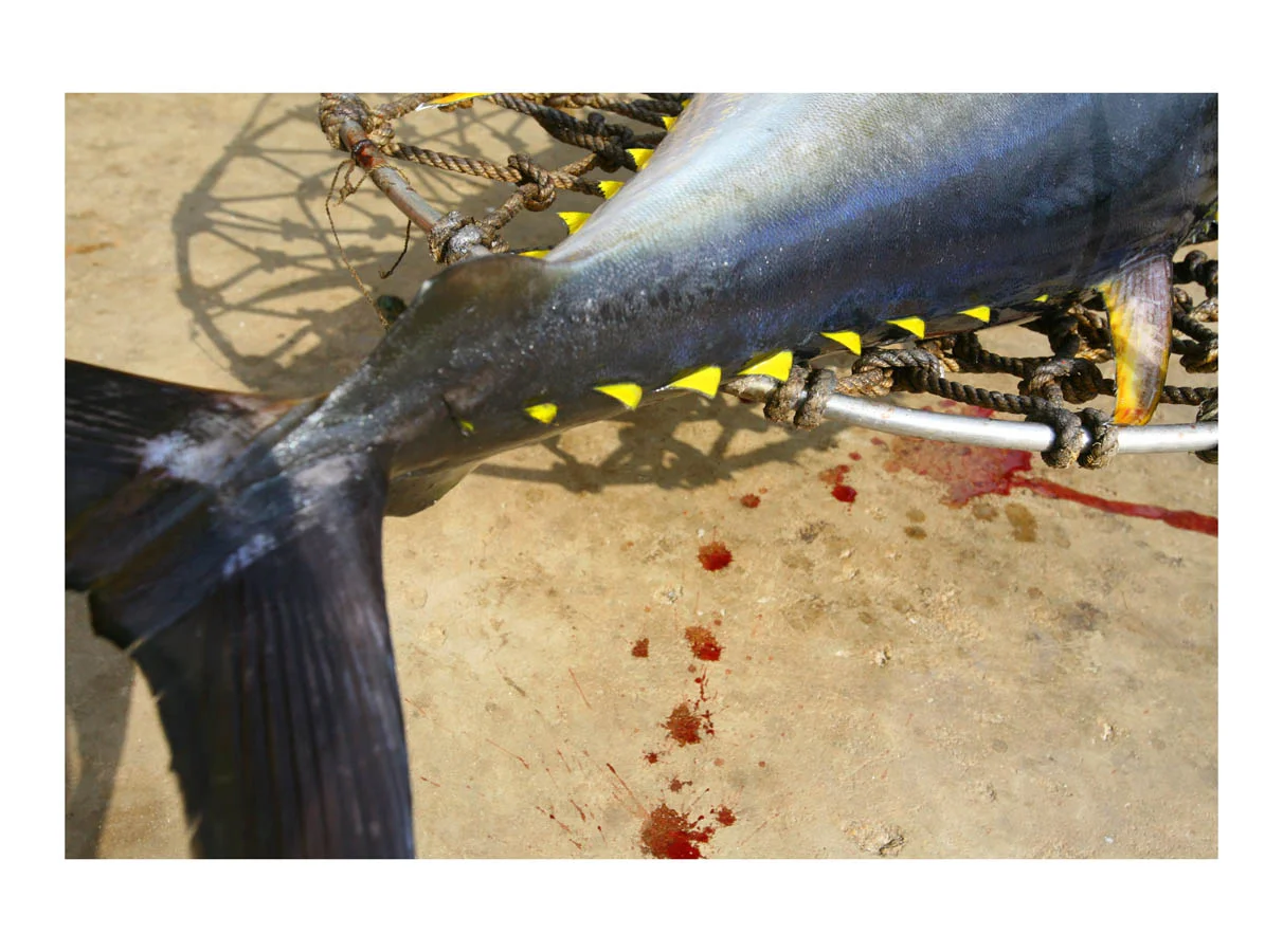 Yellowfin Blood Red (Chuao, Venezuela, 2012) by Johnny Green (43 x 53cm) Price: £300 Size: 16.9 H x 20.9 W x 1.2 in This is the 1st of 12 Limited Edition C-type Lambda prints, encased in a beautiful gloss white ayous wood frame. The matt photograph is signed & dated en verso by the artist and has an elegant off white mount also.