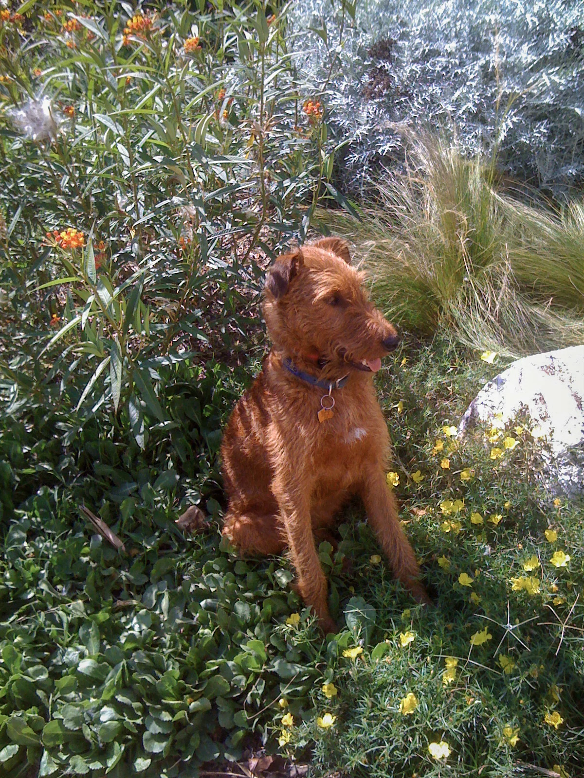 js_22_rly_dog_gmc.jpg