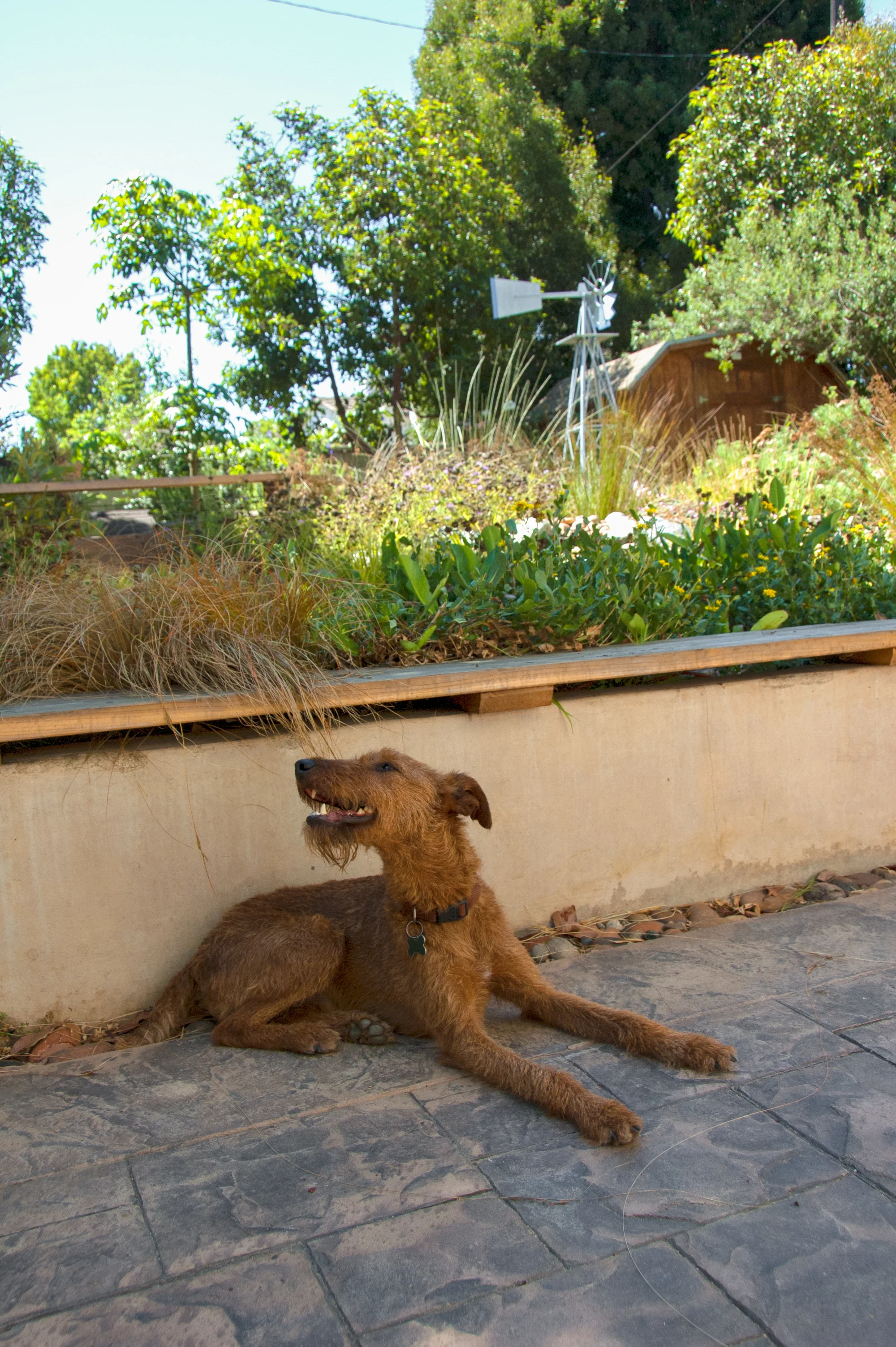 js_15_rly_dog_patio_gmc.jpg