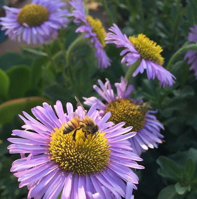 On a winter&rsquo;s day a lone bee finds herself in a patch of native seaside daisies. (Erigeron glaucus) 
#2018mood #hope #wednesdaywisdom #nature #beestrong #bees #pollinators #garden #gardening #beach #southbay #beachlife #sustainablegardening #ma