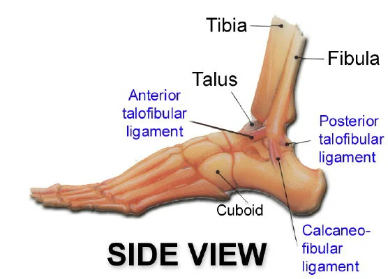 ankle-structure-side.jpg