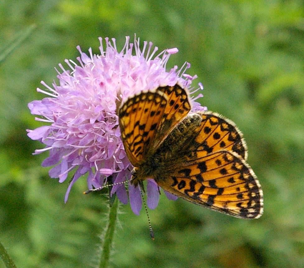 Knautia_arvensis_with_Butterfly_(Heliconiinae).jpg