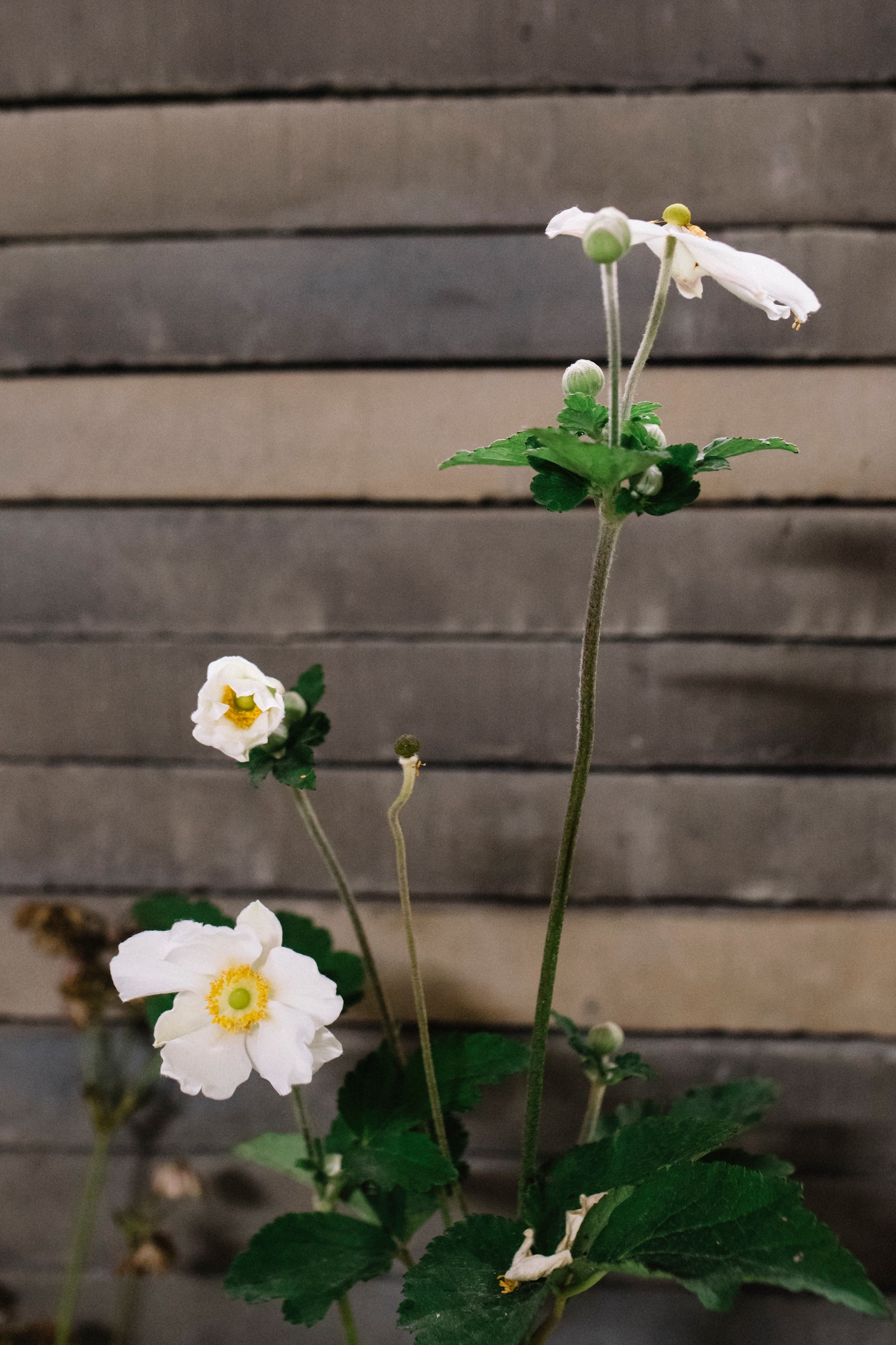New Forms Gardens 10.jpg