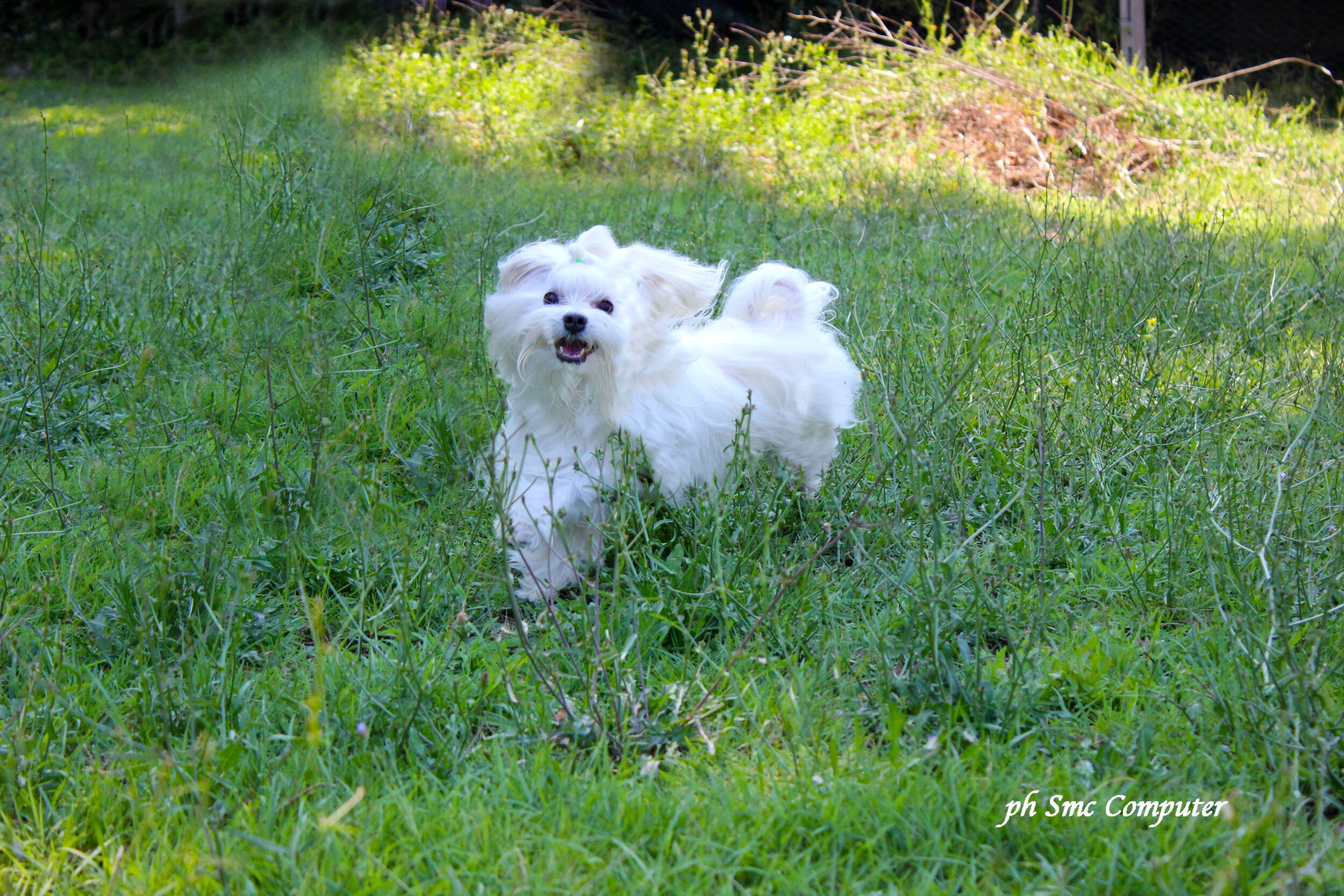 maltese2-min.jpg