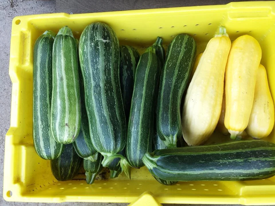 Community Garden — Coraopolis Community Development