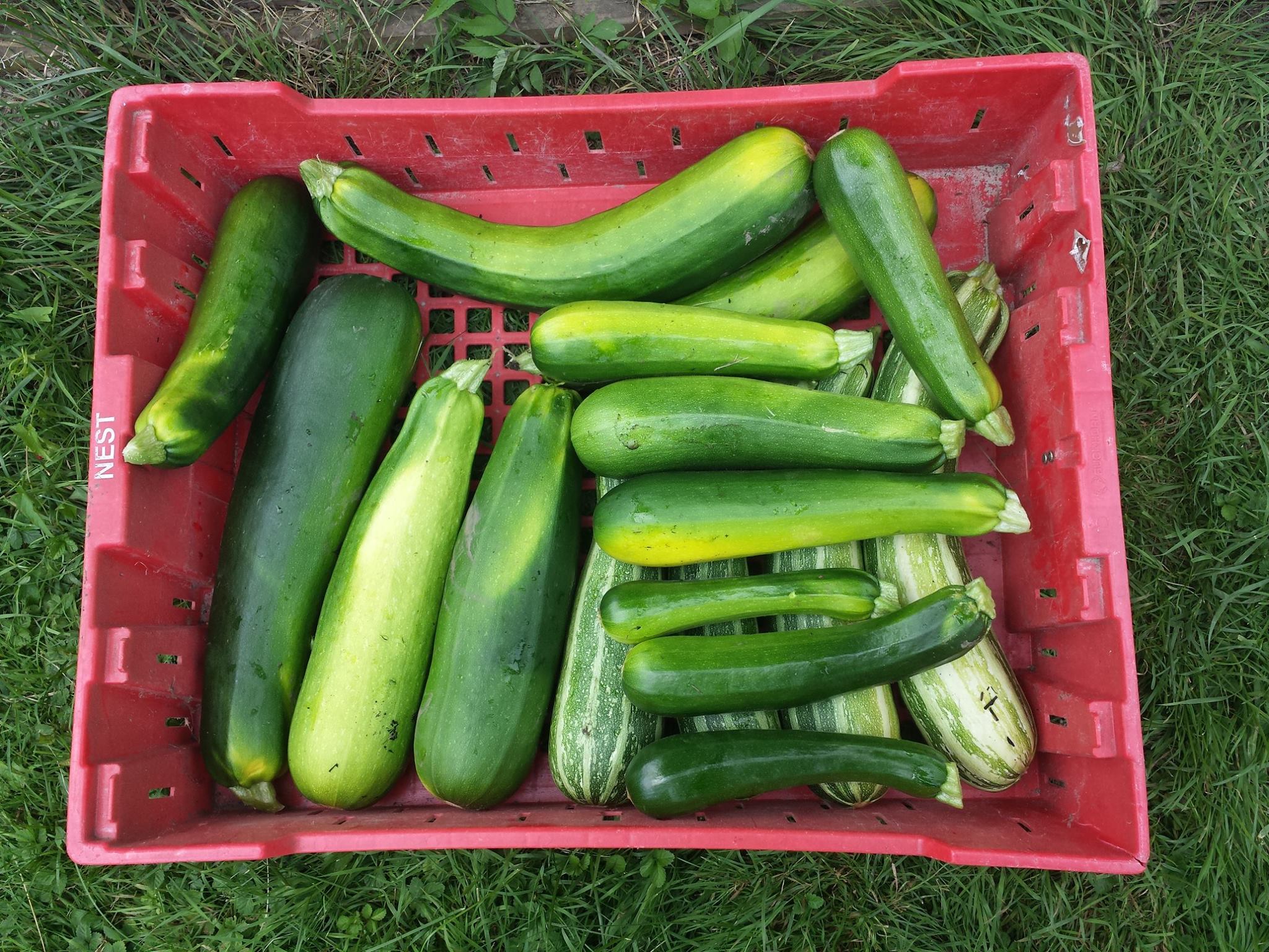 Community Garden — Coraopolis Community Development