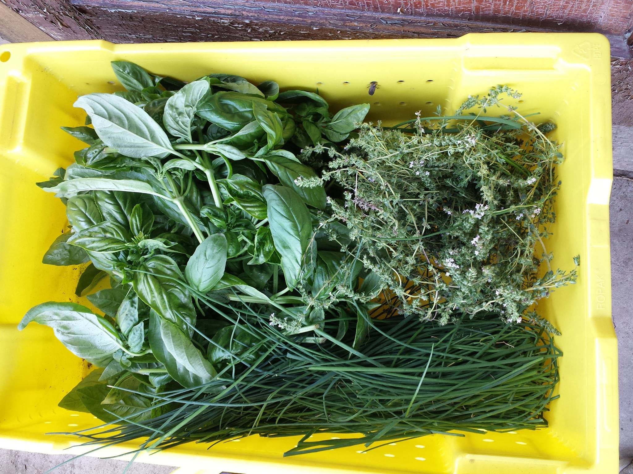 Community Garden — Coraopolis Community Development