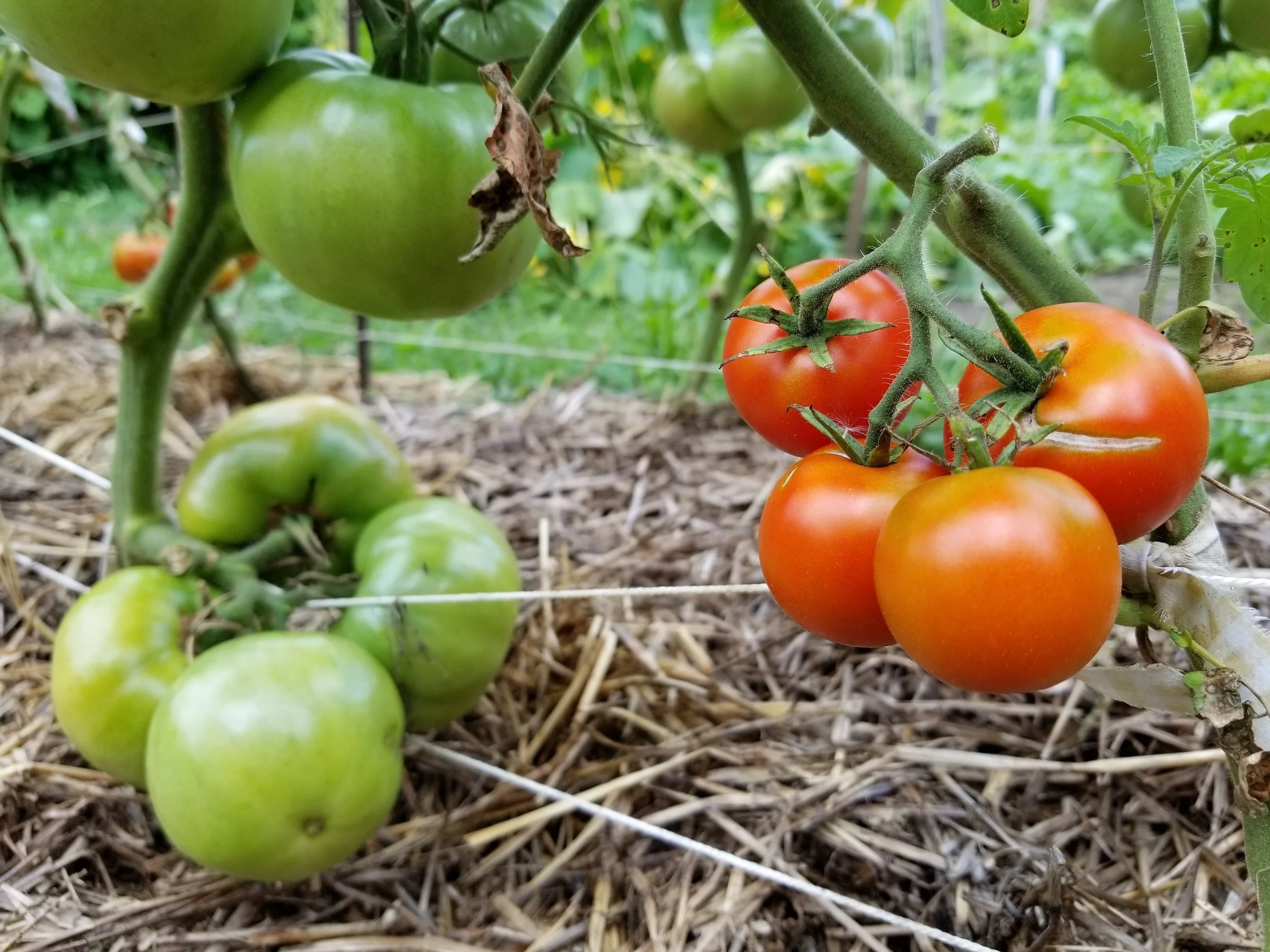 Community Garden — Coraopolis Community Development