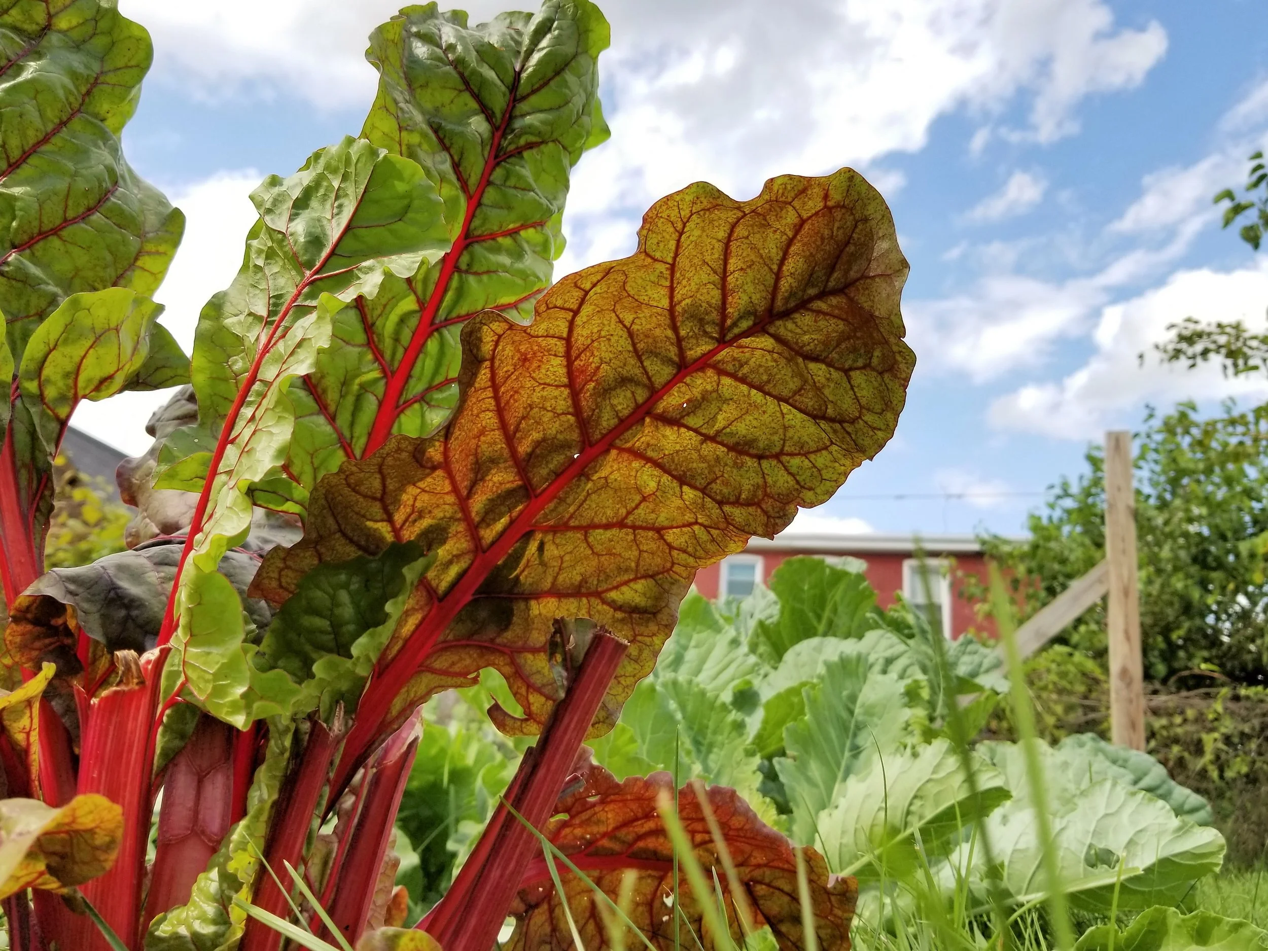 Community Garden — Coraopolis Community Development