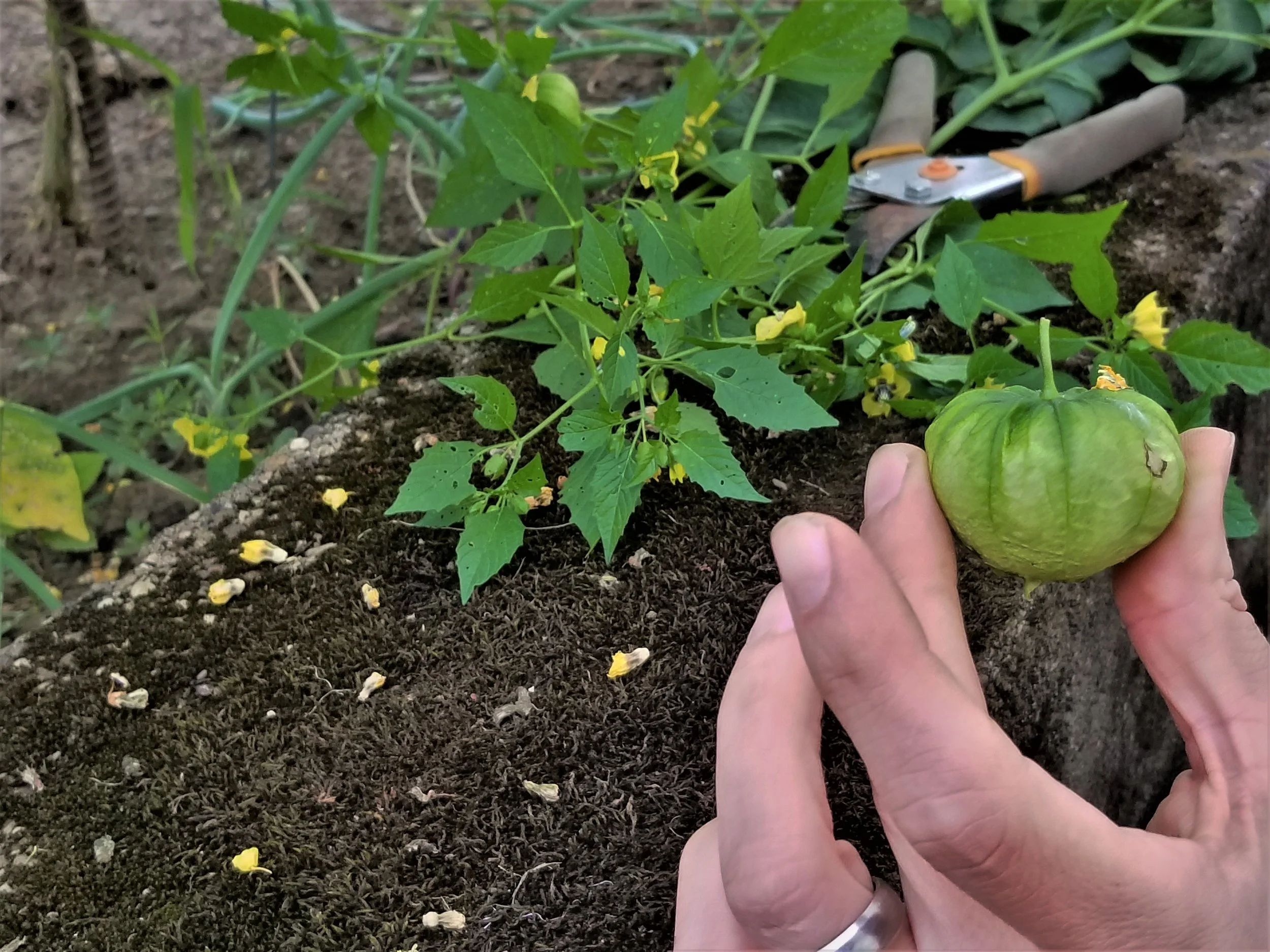 Community Garden — Coraopolis Community Development