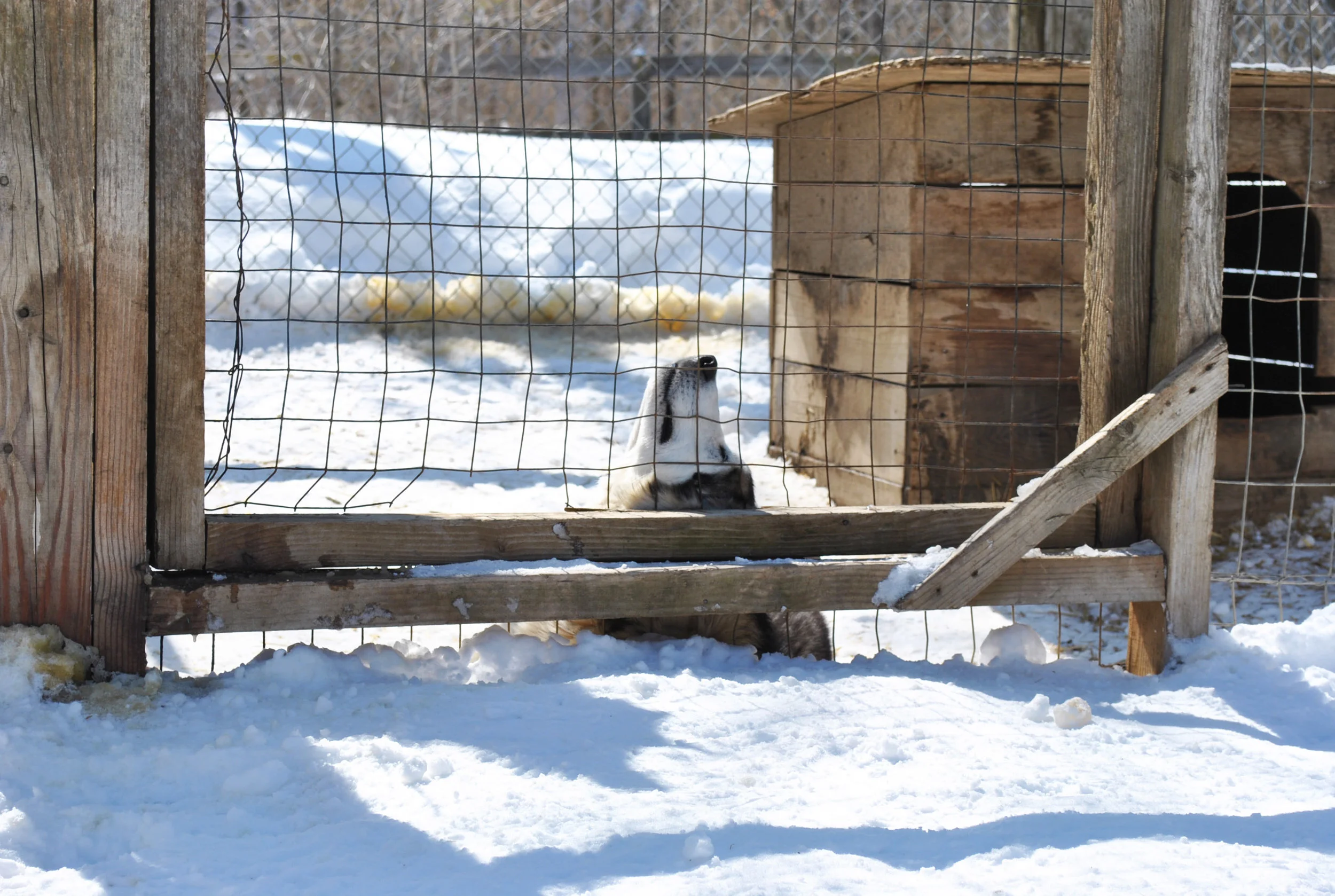 SledDogBaskingSun.jpg
